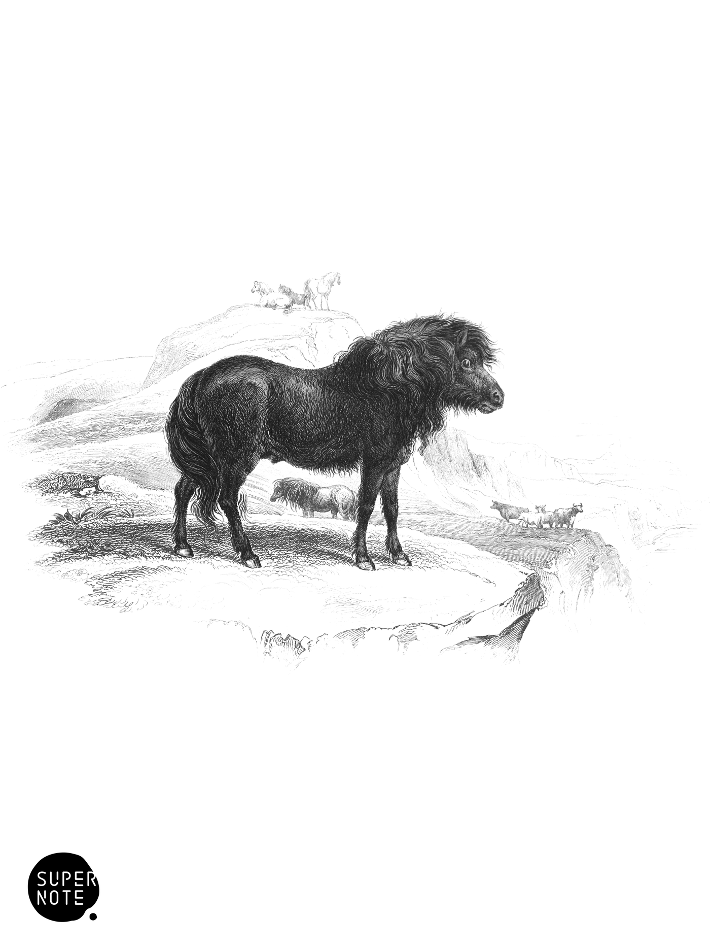 Shetland Pony (vol-31 plate-15).png