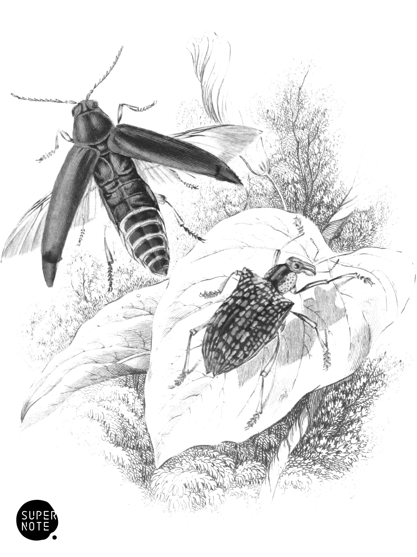 Shining Bupressis & Resplendent Weevil (vol-08 vignette).png