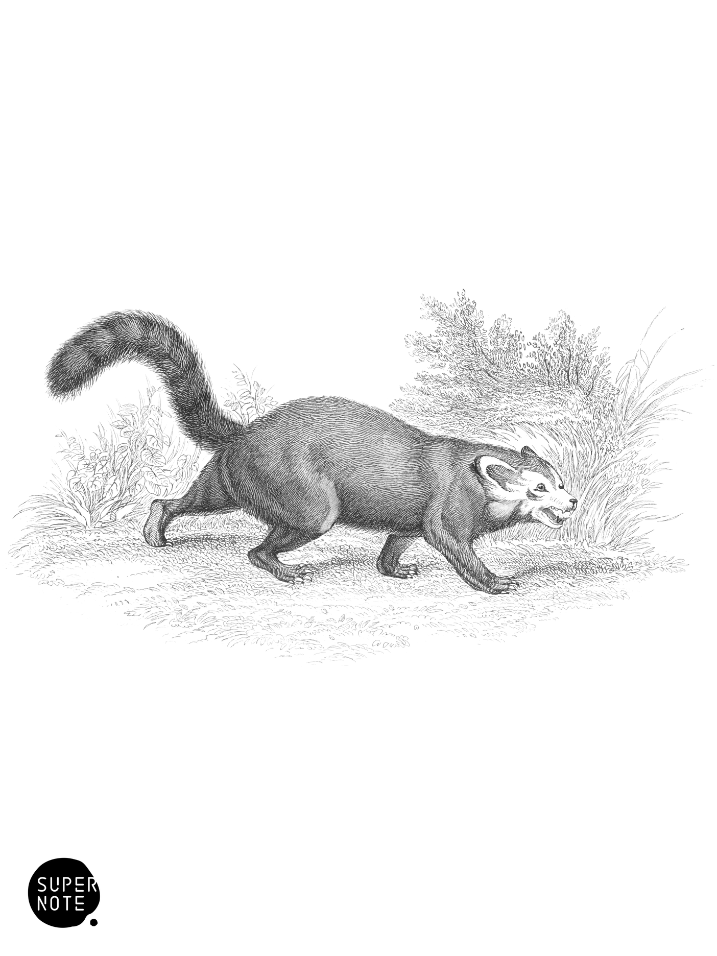 Shining Panda (vol-35 plate-17).png