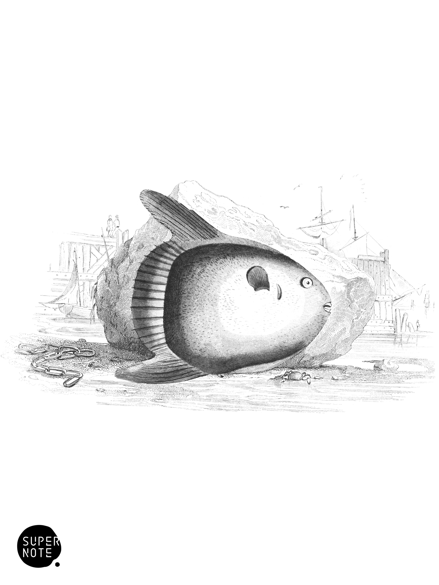 Short Sun-Fish (vol-27 plate-3).png