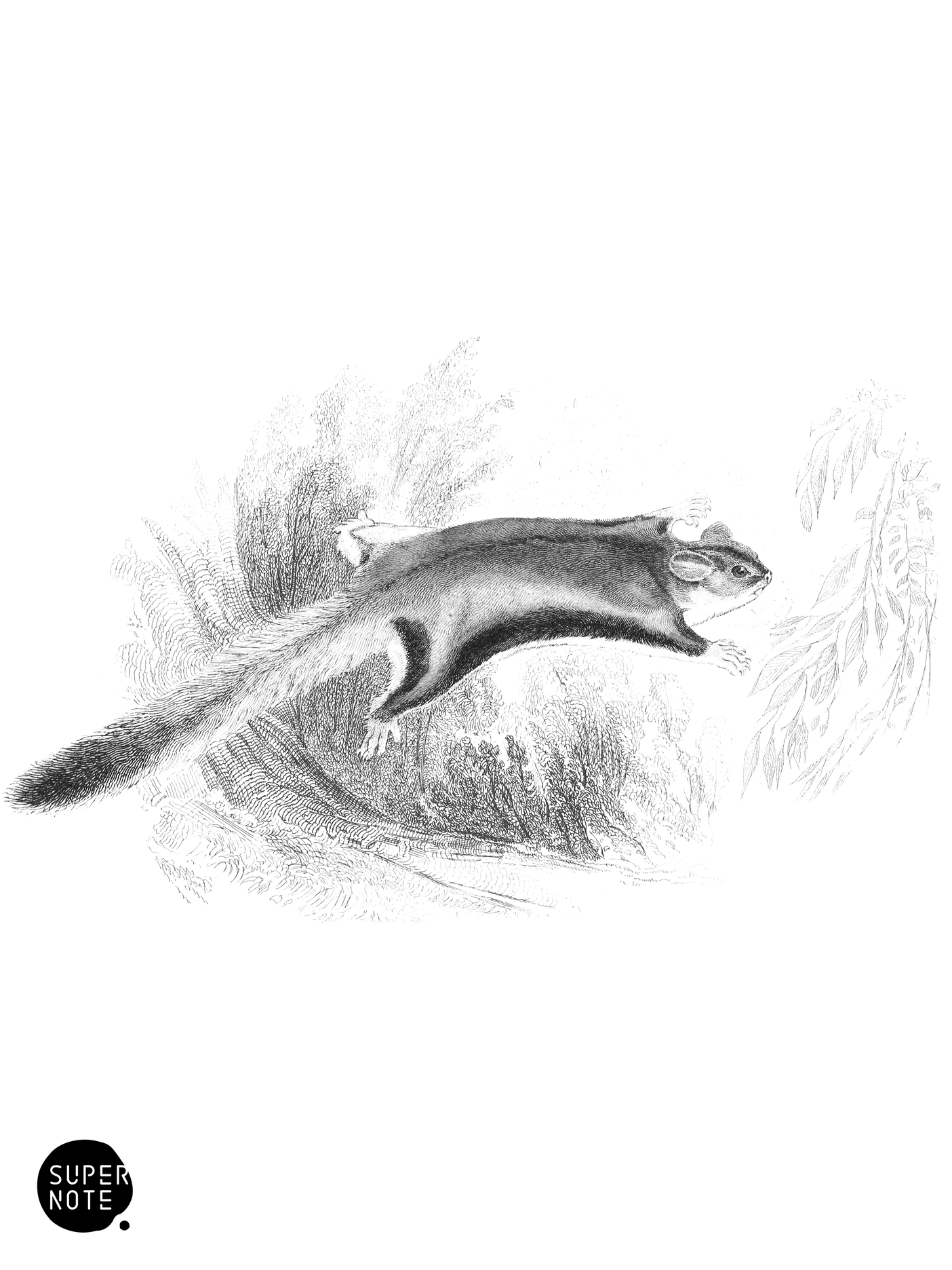 Short-Headed Petaurus (vol-30 plate-29).png