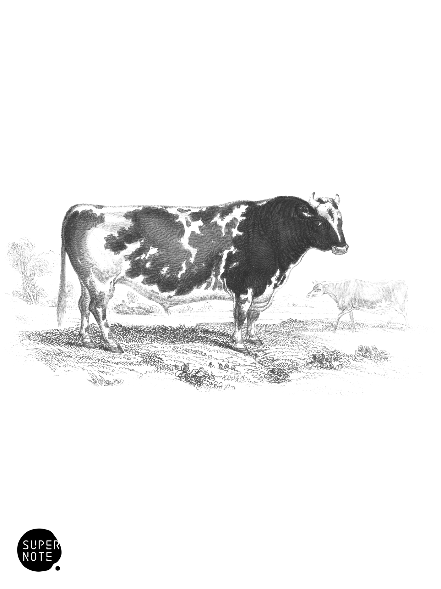 Short-Horned Breed of Cattle (vol-12 plate-27).png