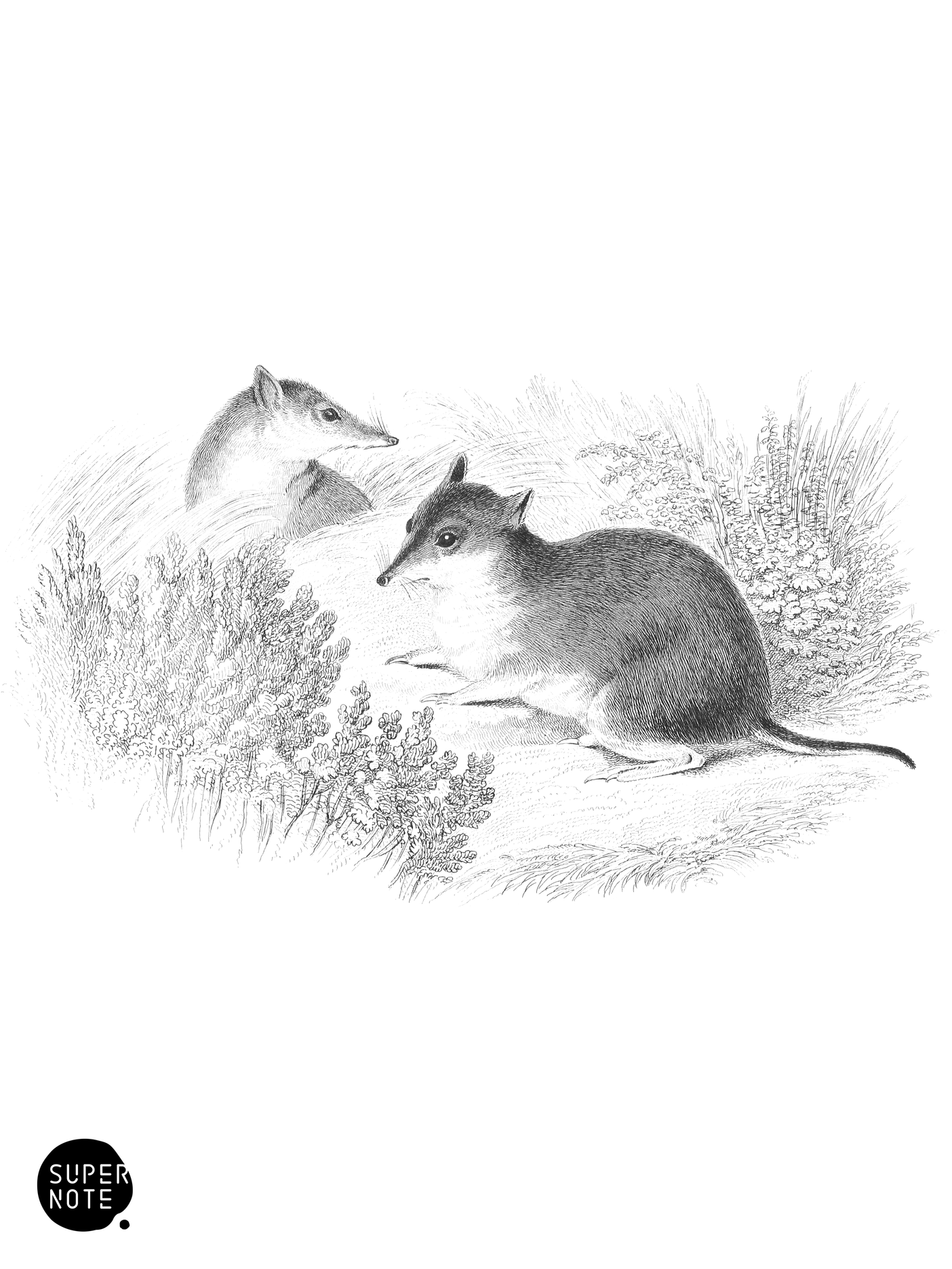 Short-Nosed Perameles (vol-30 plate-14).png