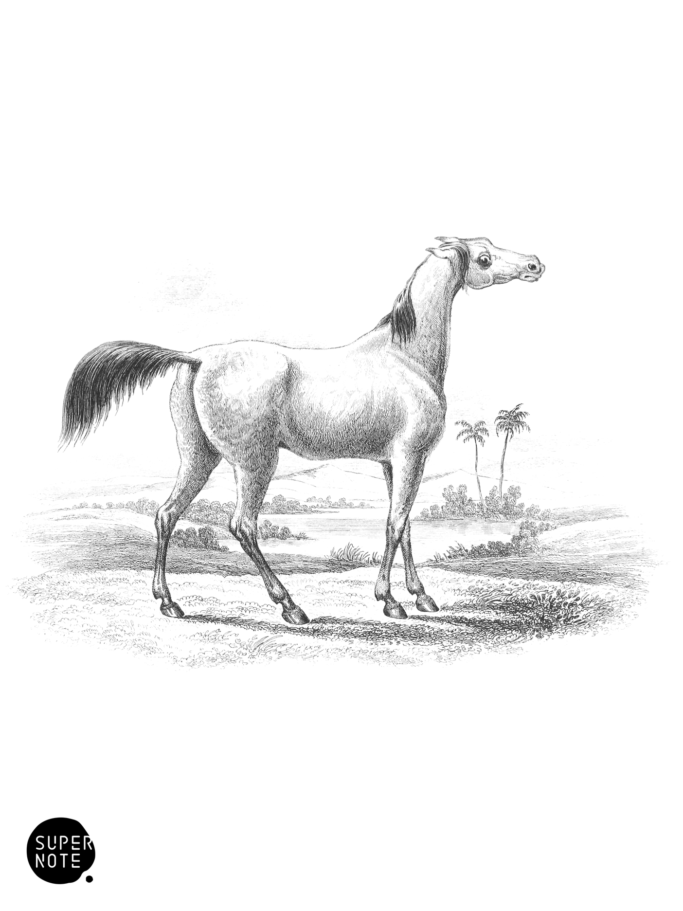 Shrubat-Ur-Reech (vol-31 plate-11).png