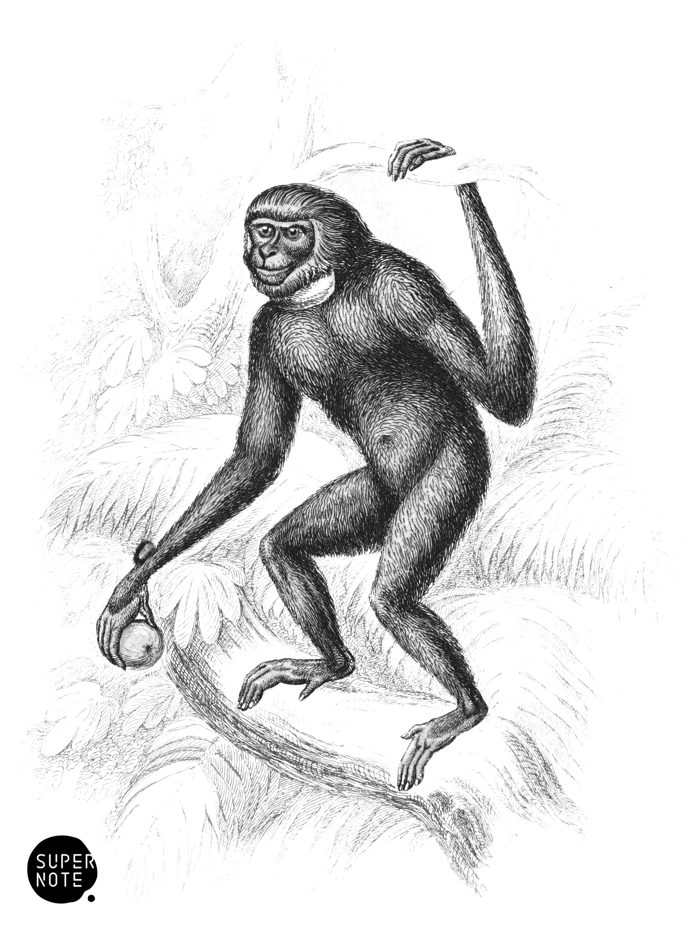 Siamang (vol-02 plate-4-cw).png