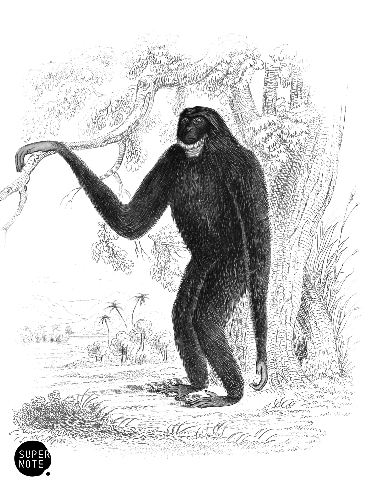 Siamang (vol-02 plate-4-lizars).png