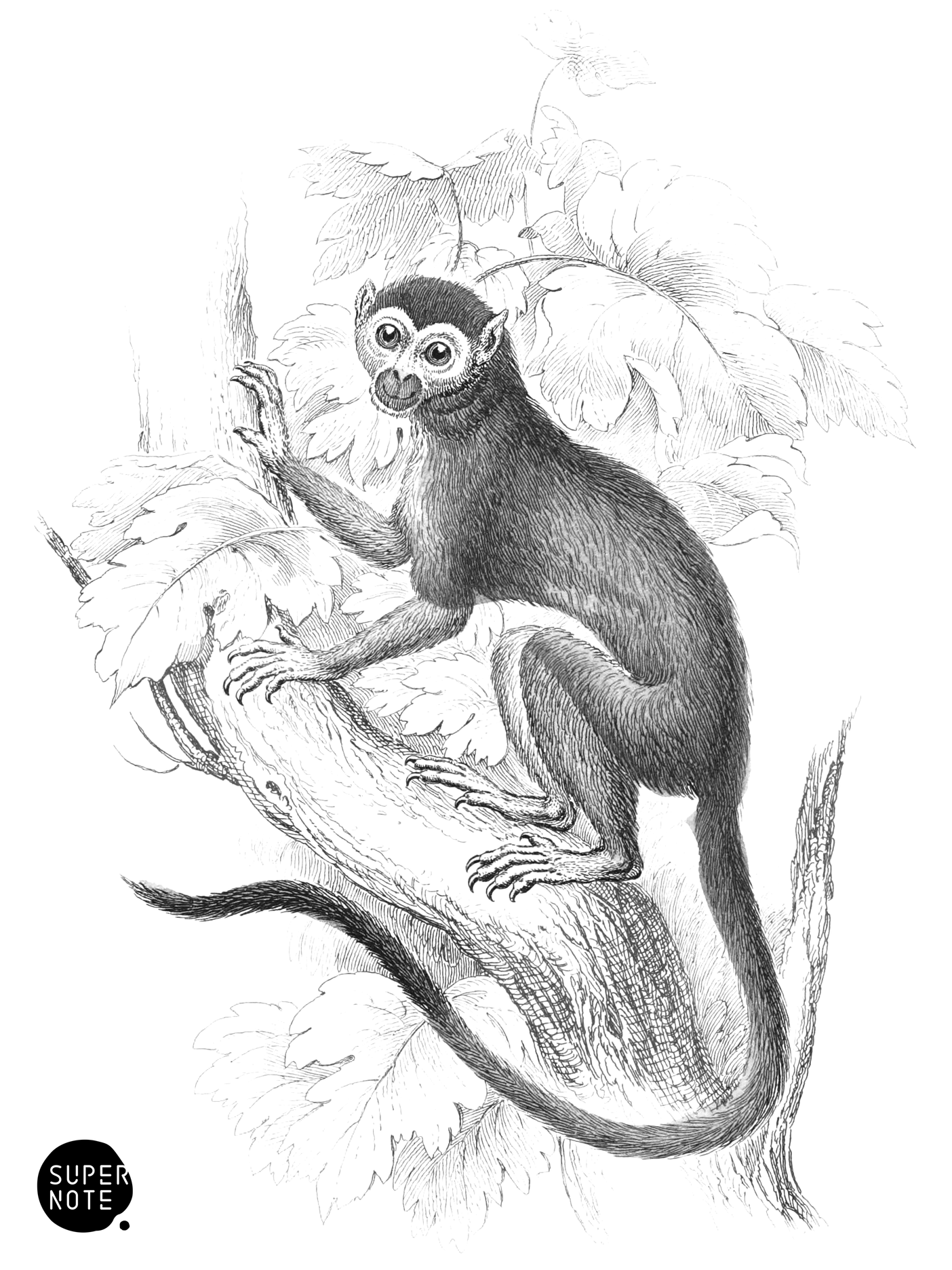 Siamiri (vol-02 plate-23-cw).png