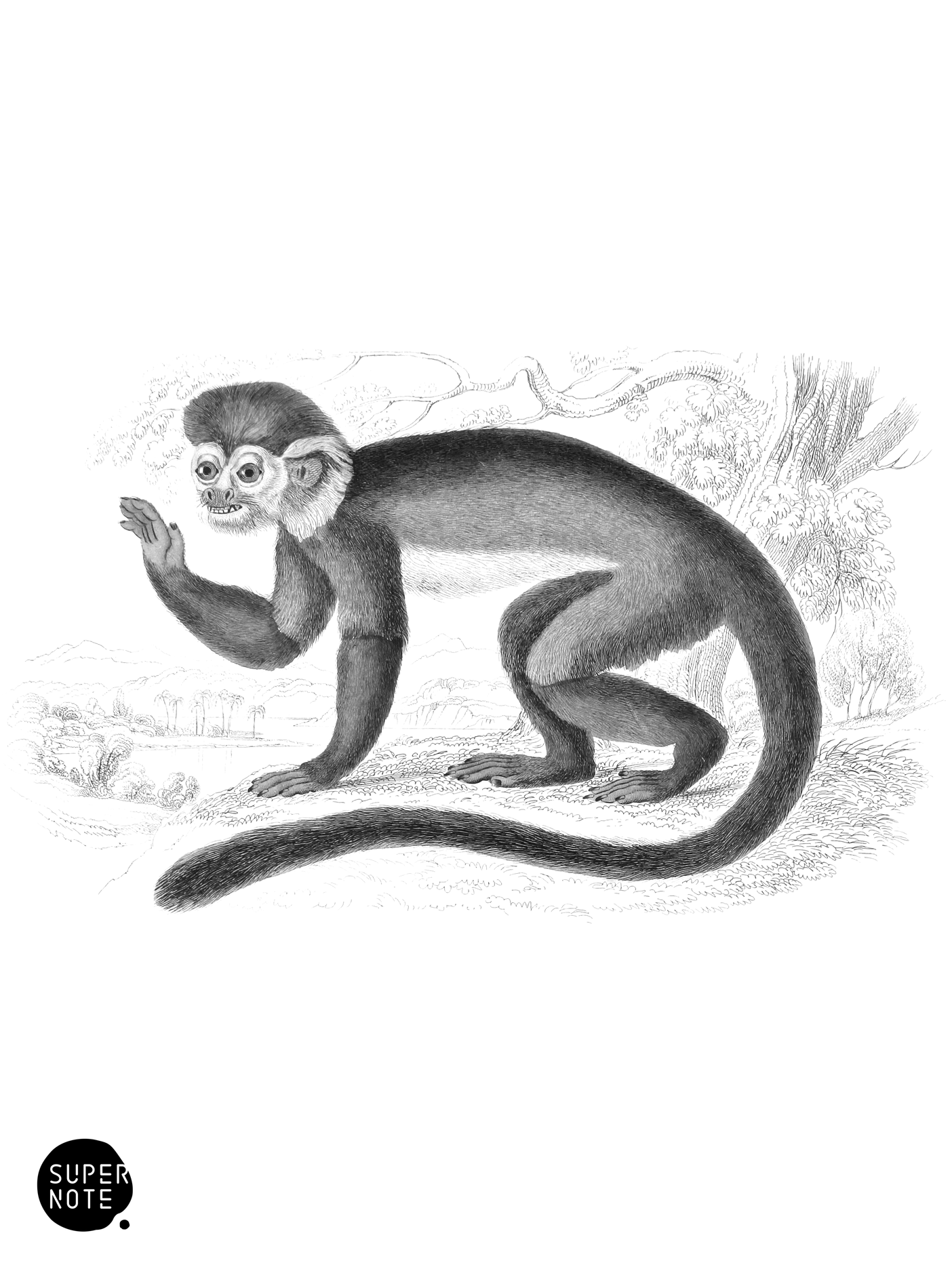 Siamiri (vol-02 plate-23-lizars).png