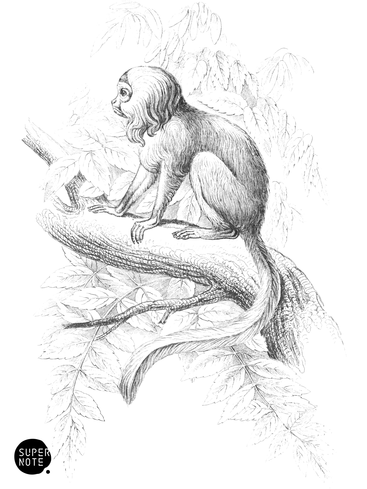Silky Tamarin (vol-02 plate-28-cw).png