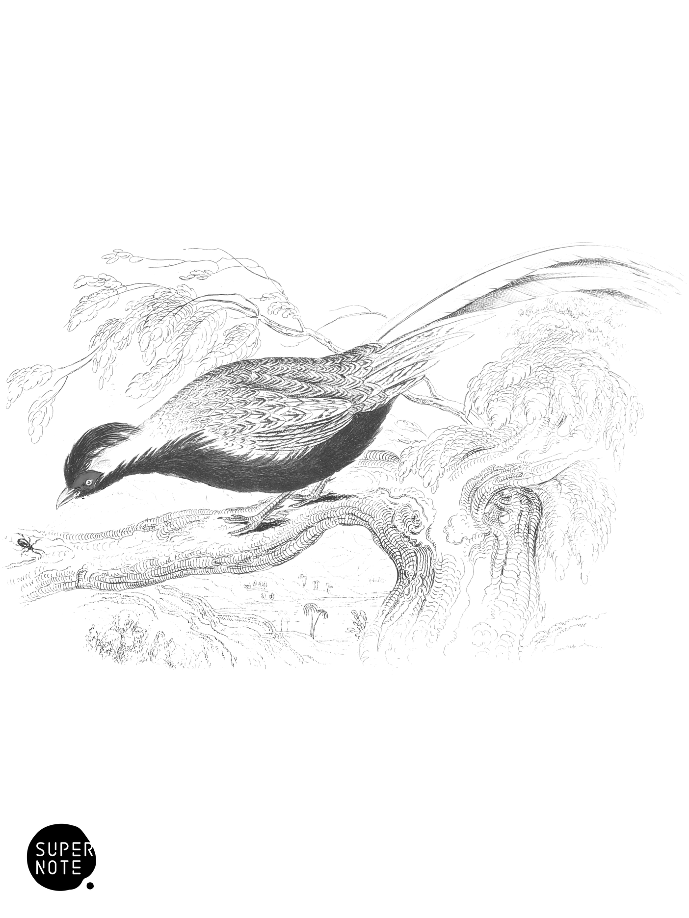Silver Pheasant (vol-05 plate-18).png