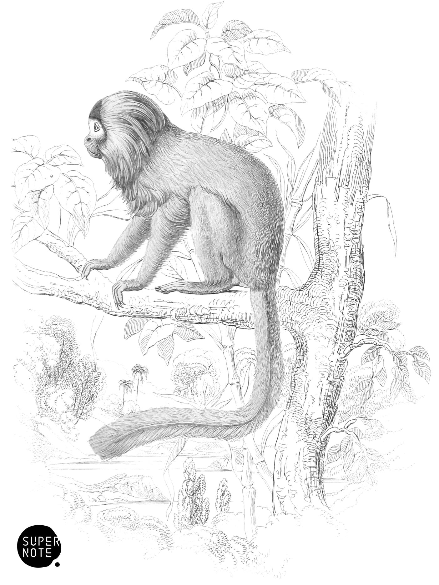 Silky Tamarin (vol-02 plate-28-lizars).png