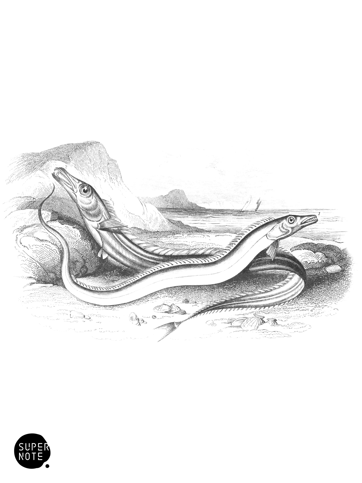 Silvery Hair-Tail & Scabbard-Fish (vol-37 plate-15).png