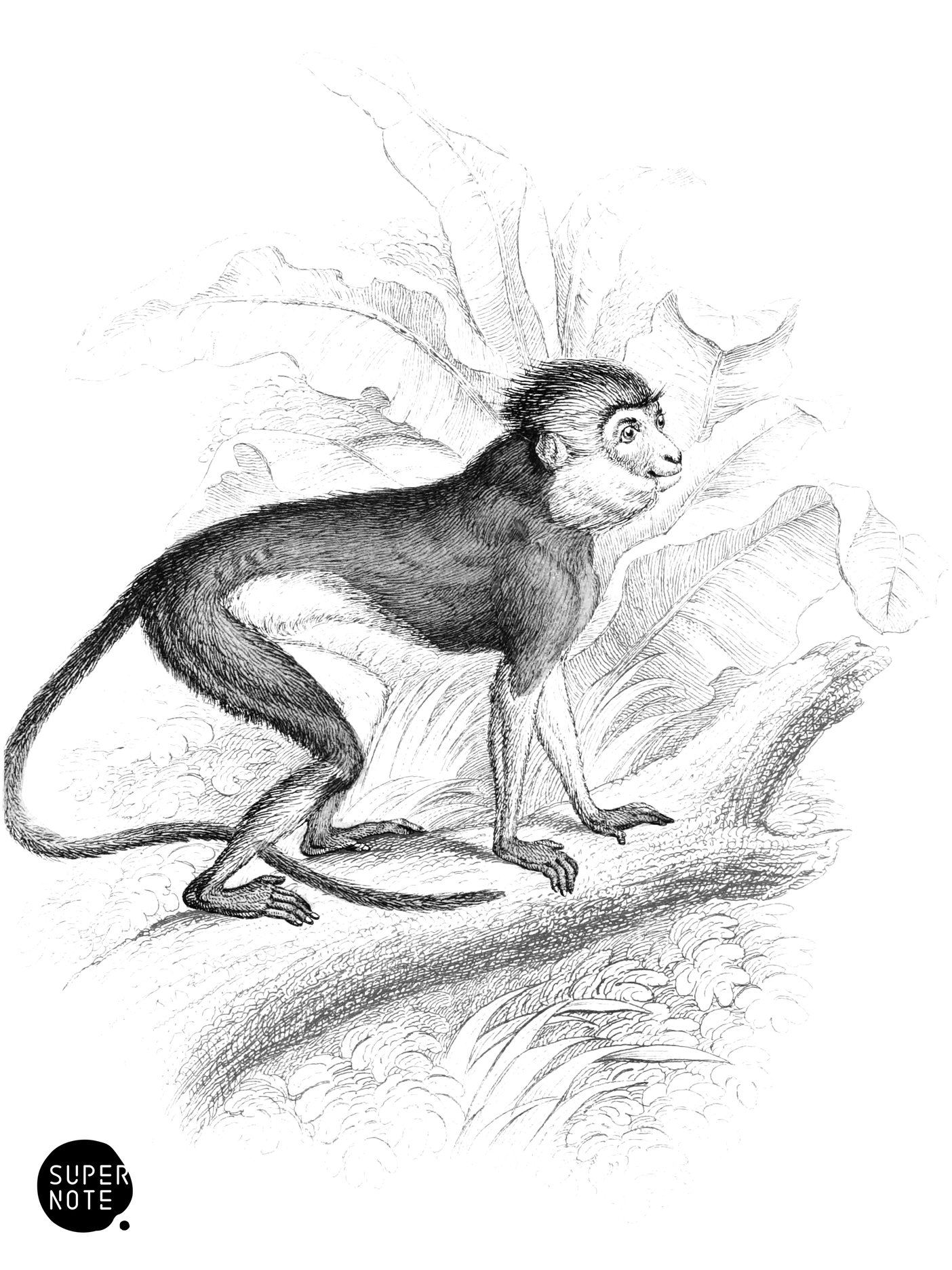 Simpai (vol-02 plate-8-cw).png