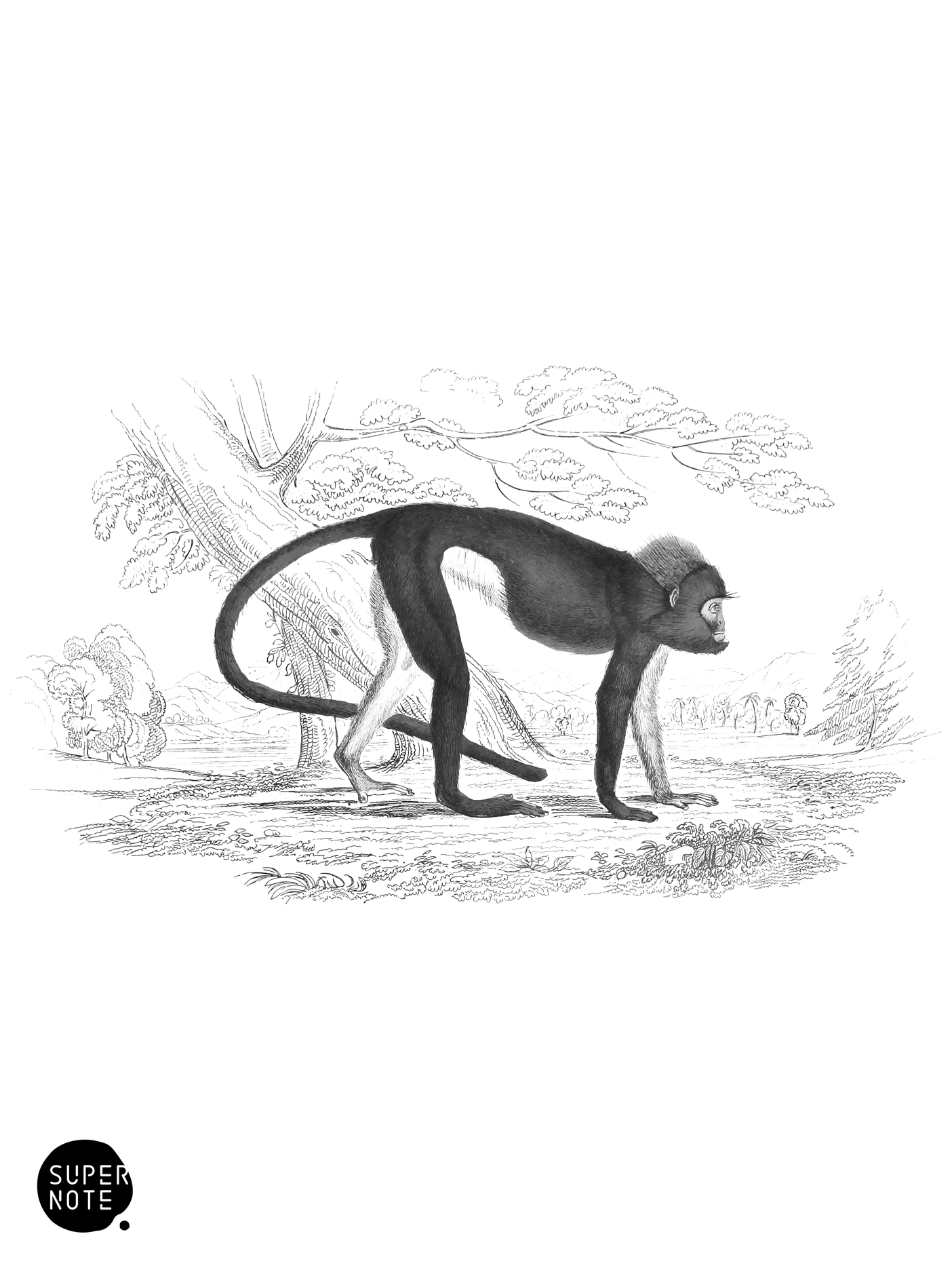 Simpai (vol-02 plate-8-lizars).png
