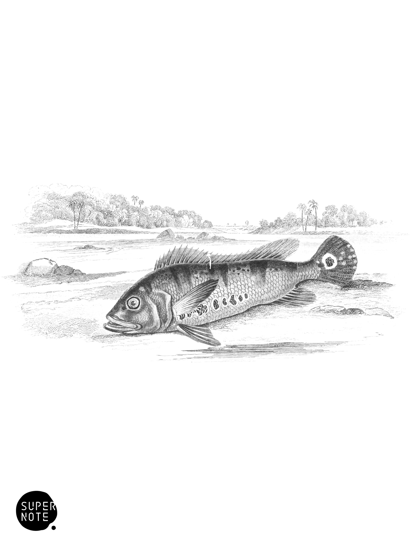 Single-Ocellated Cychla (vol-38 plate-26).png