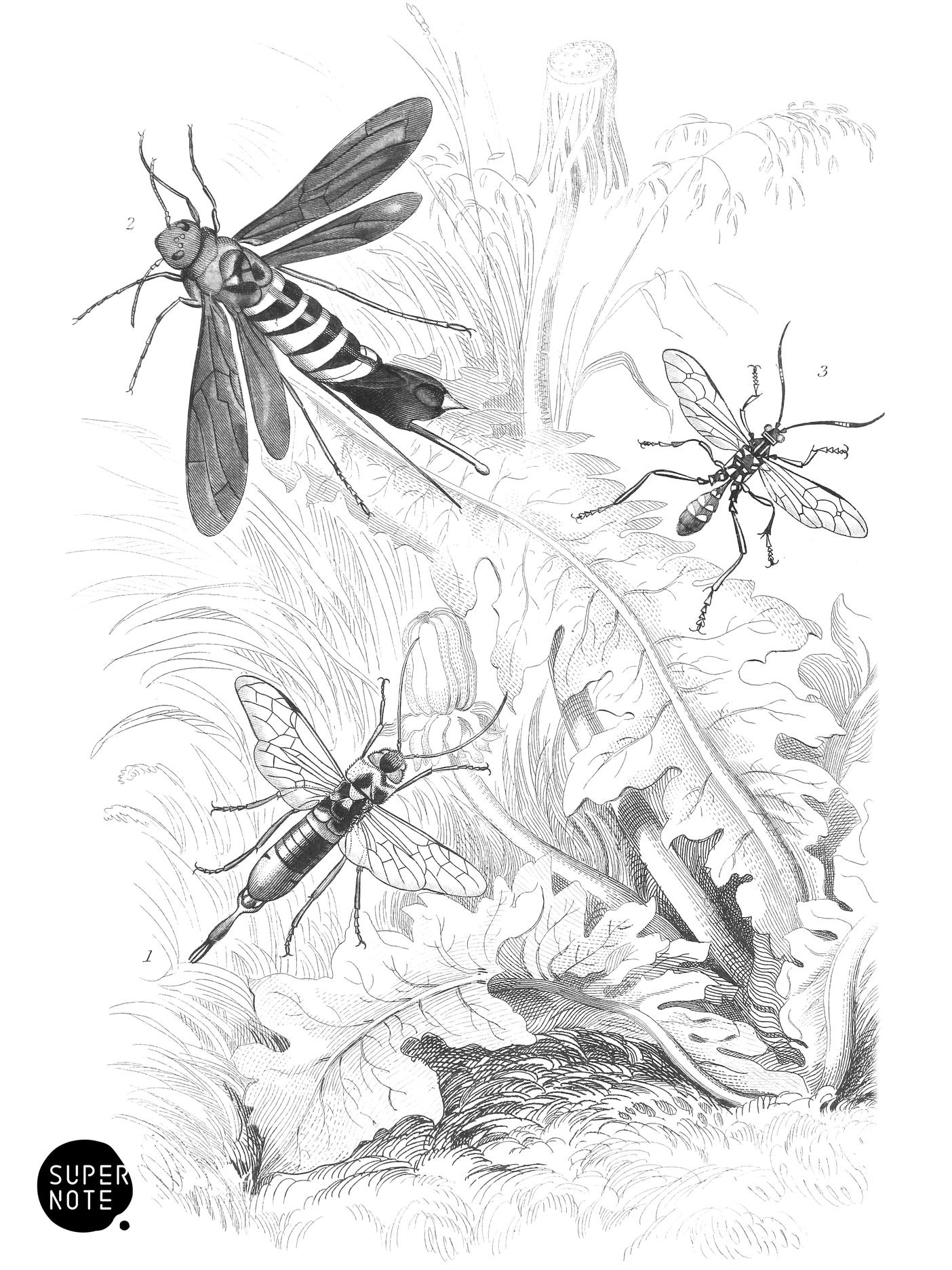 Sirex Gigas, Tremex Columba & Joppa Picta (vol-29 plate-31).png