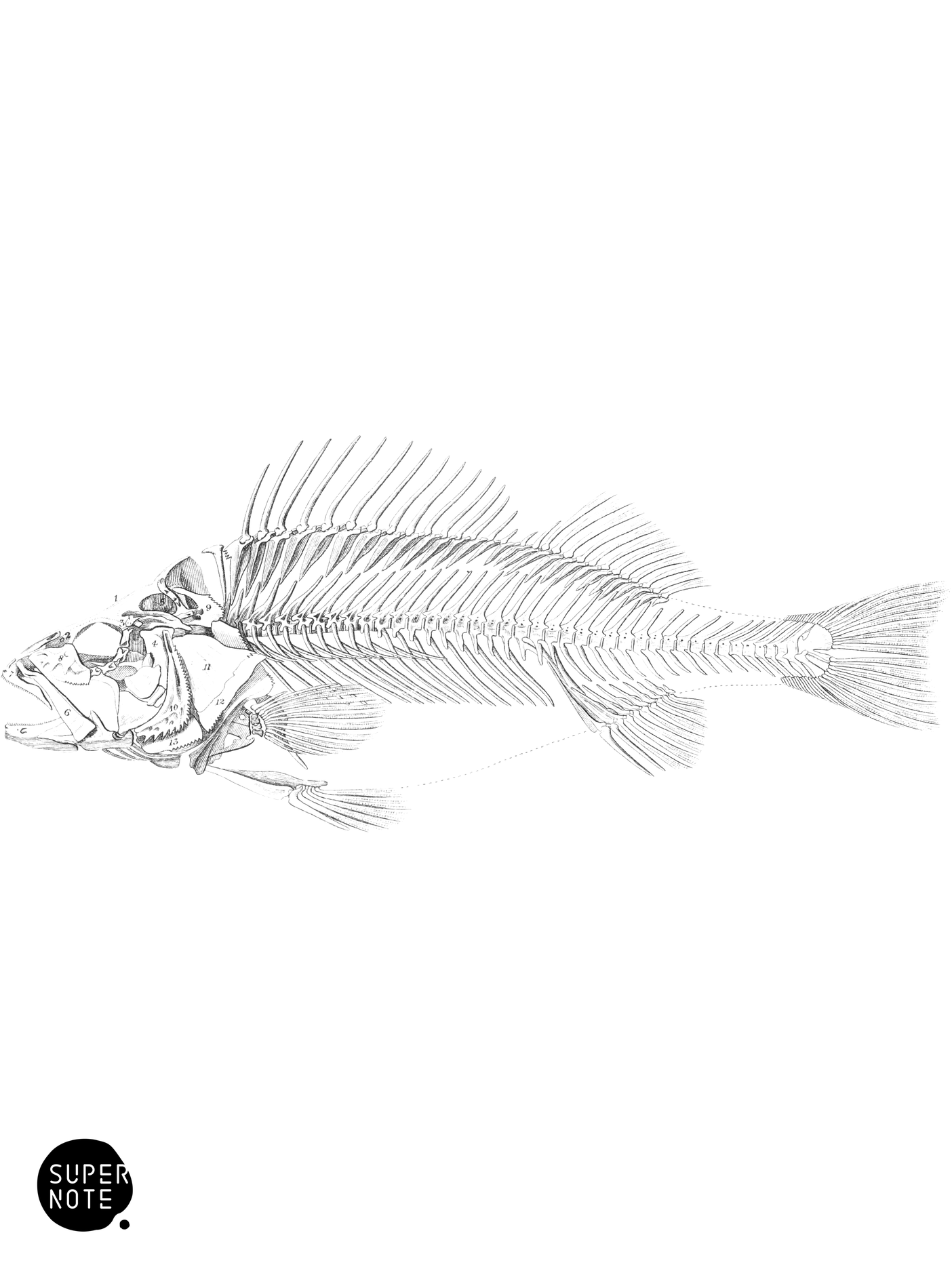 Skeleton of the Common Perch (vol-07 plate-32).png