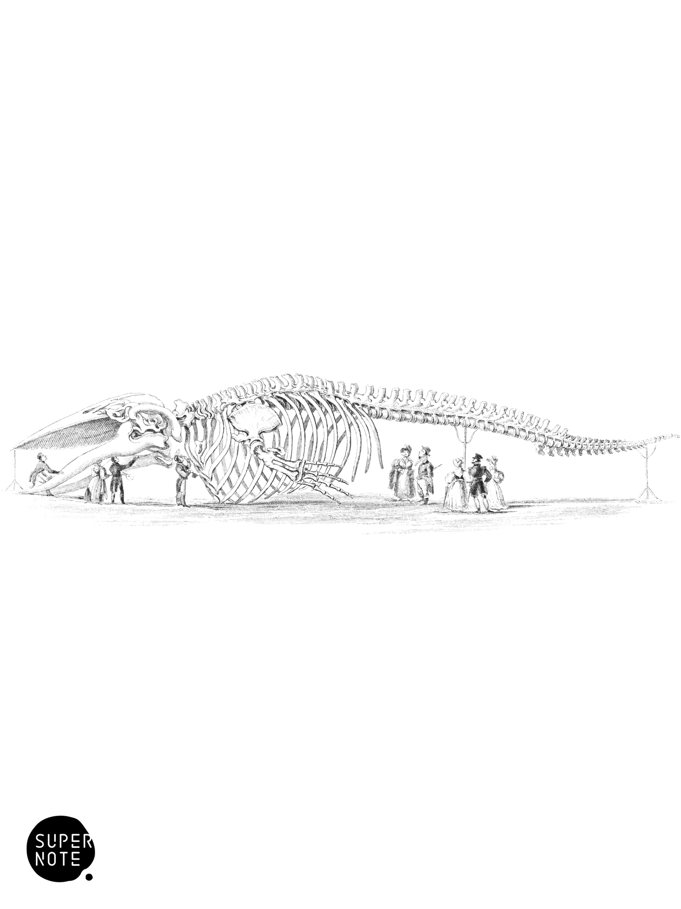 Skeleton of the Great Northern Rorqual (vol-16 plate-6).png
