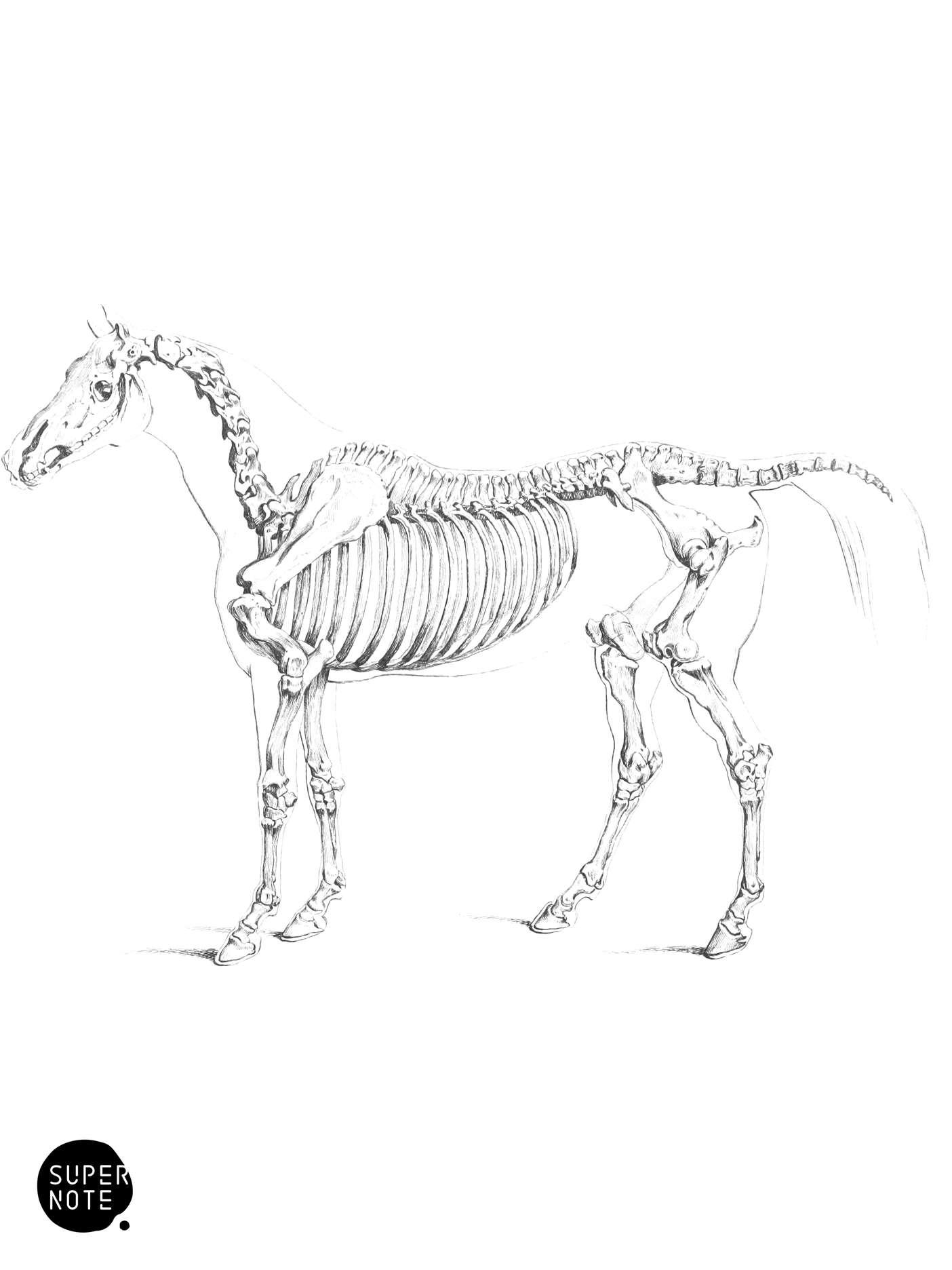Skeleton of the Horse (vol-31 plate-1).png