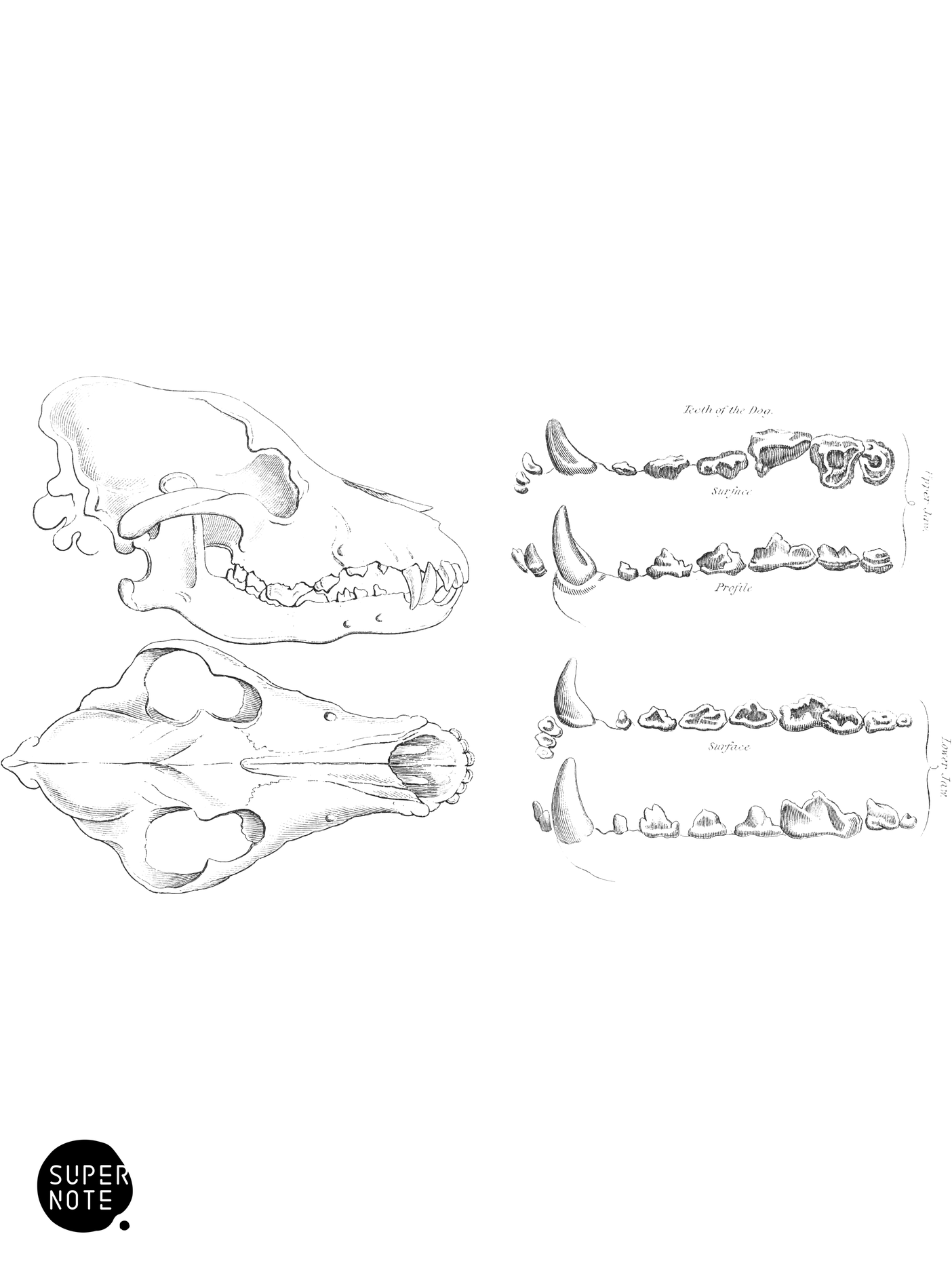 Skull and Teeth of Russian Wolf (vol-25 plate-33).png