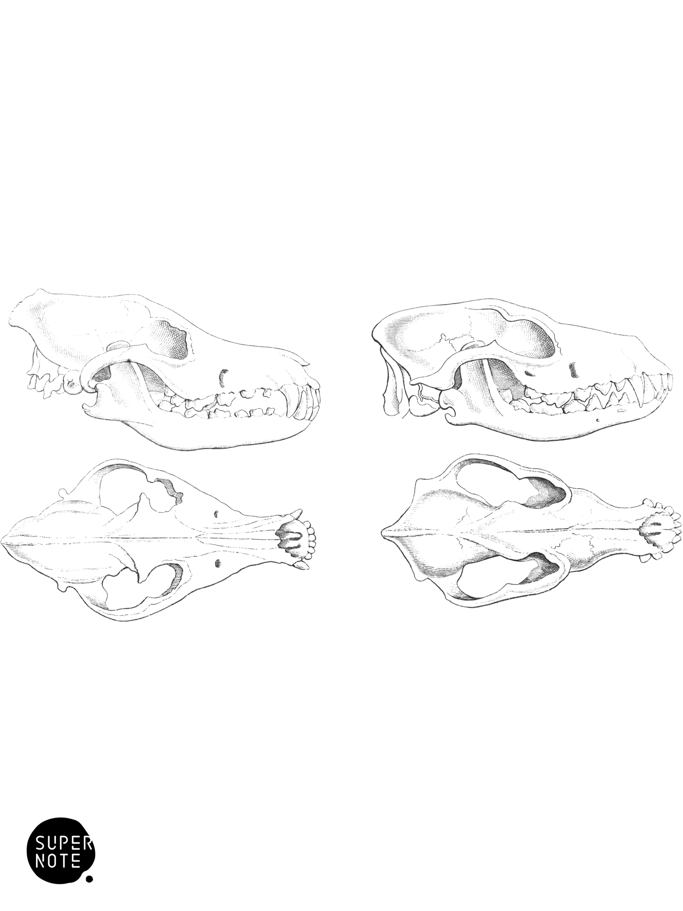 Skulls of Dingo & Jackal (vol-25 plate-34).png