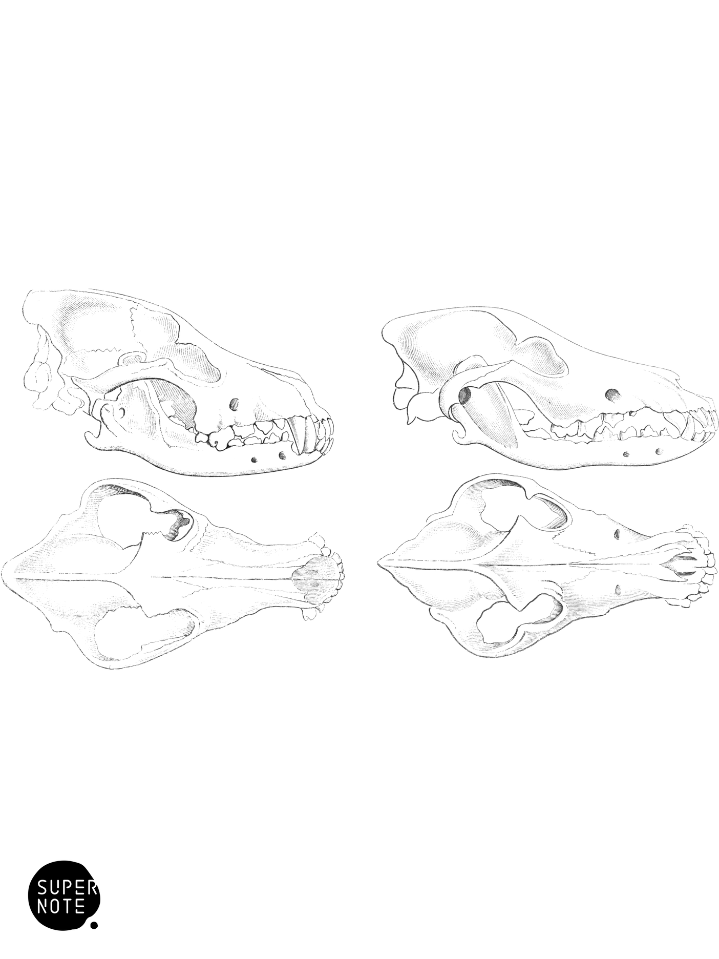 Skulls of French & Canadian Wolves (vol-25 plate-32).png