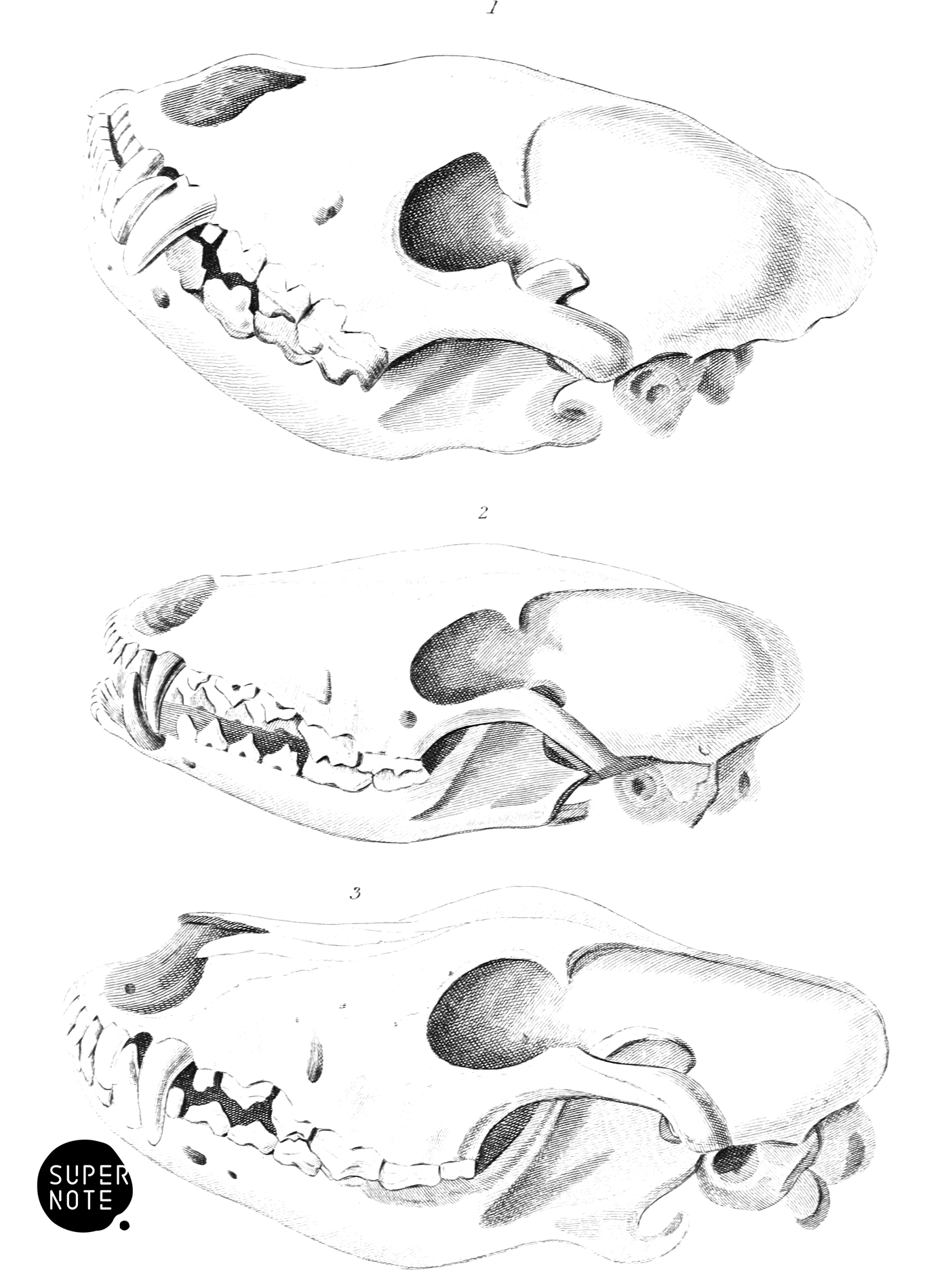 Skulls of Hyæna, Fox, & Jackal (vol-25 plate-31).png