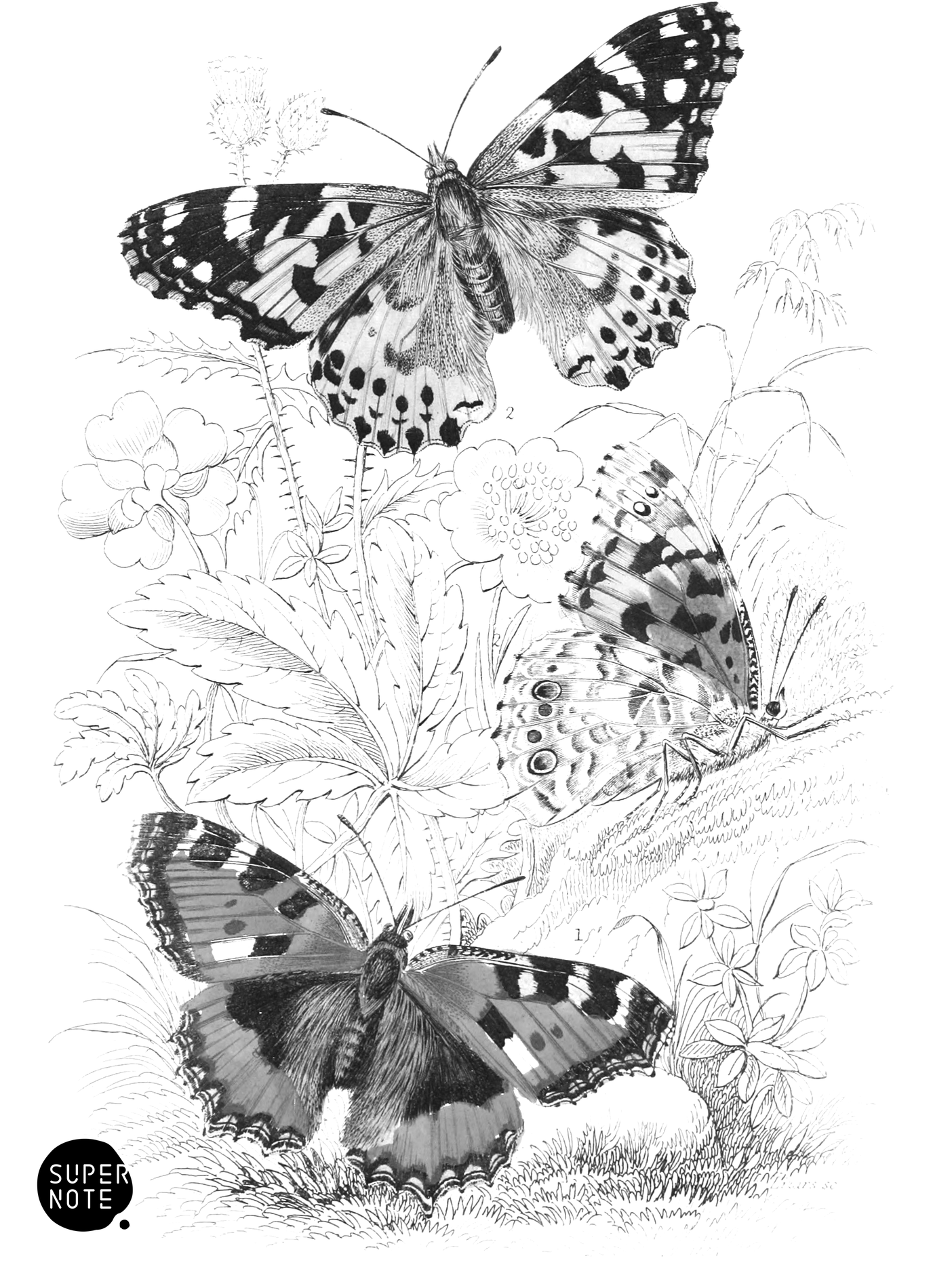 Small Tortoise-Shell & Painted Lady (vol-10 plate-19).png