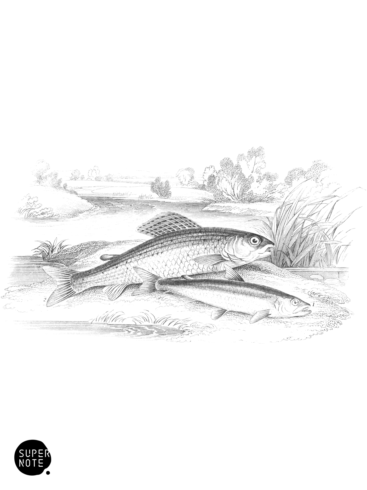 Smelt, or Sperling & Grayling (vol-39 plate-1).png