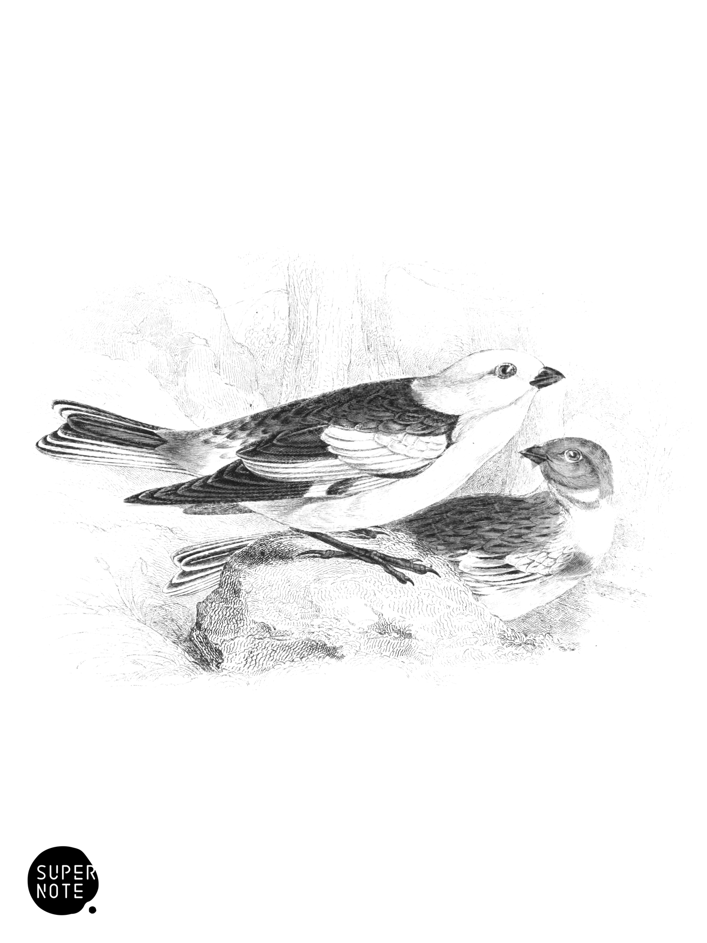 Snow Bunting (vol-24 plate-18).png