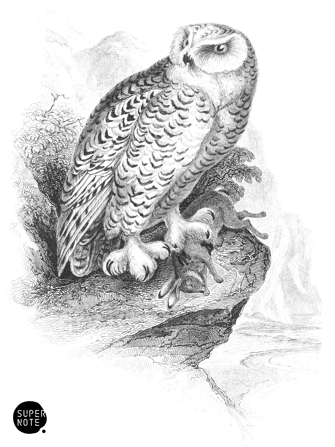 Snowy Owl (vol-20 plate-34).png