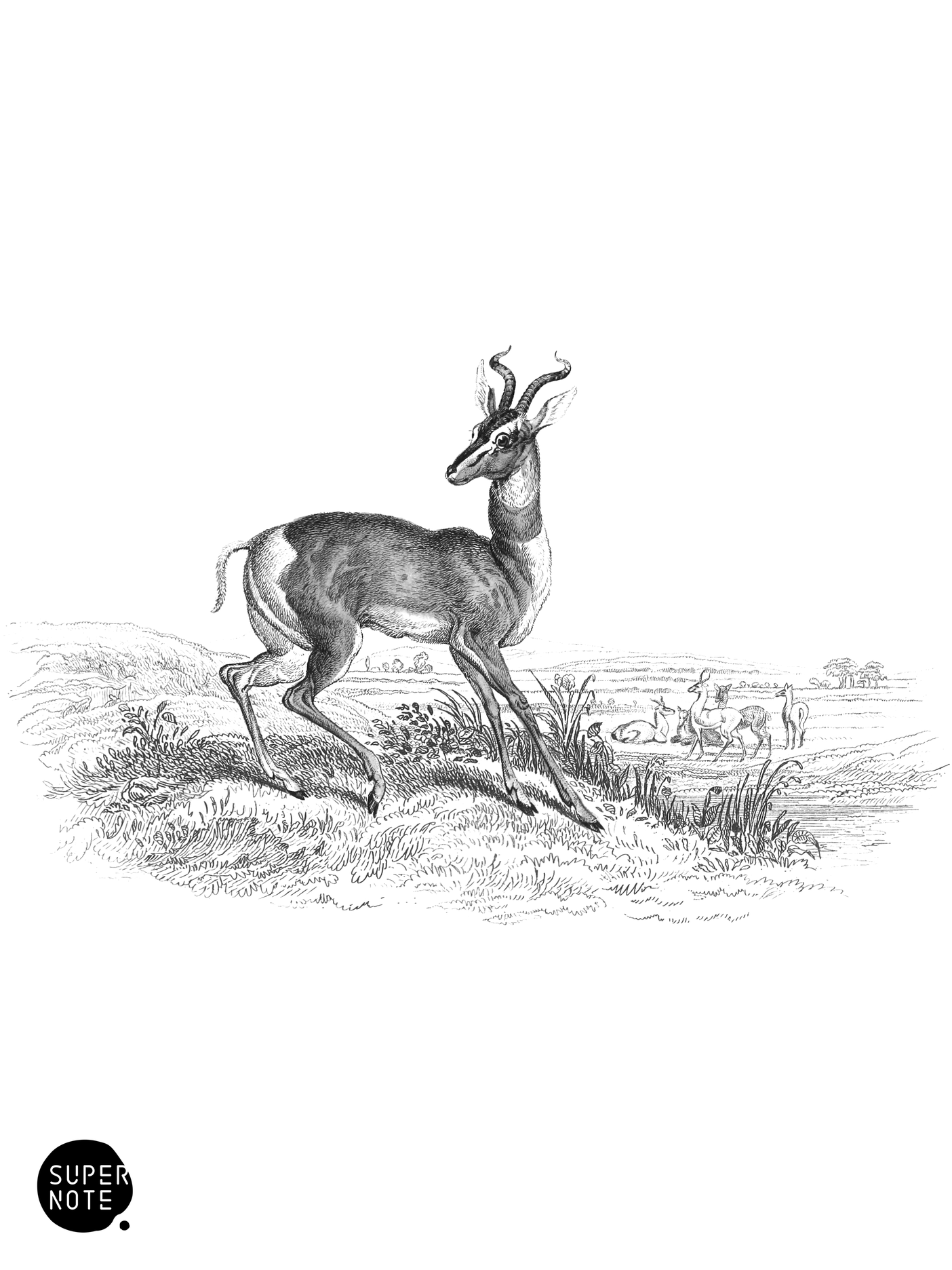 Sœmmering’s Antelope (vol-11 plate-28).png