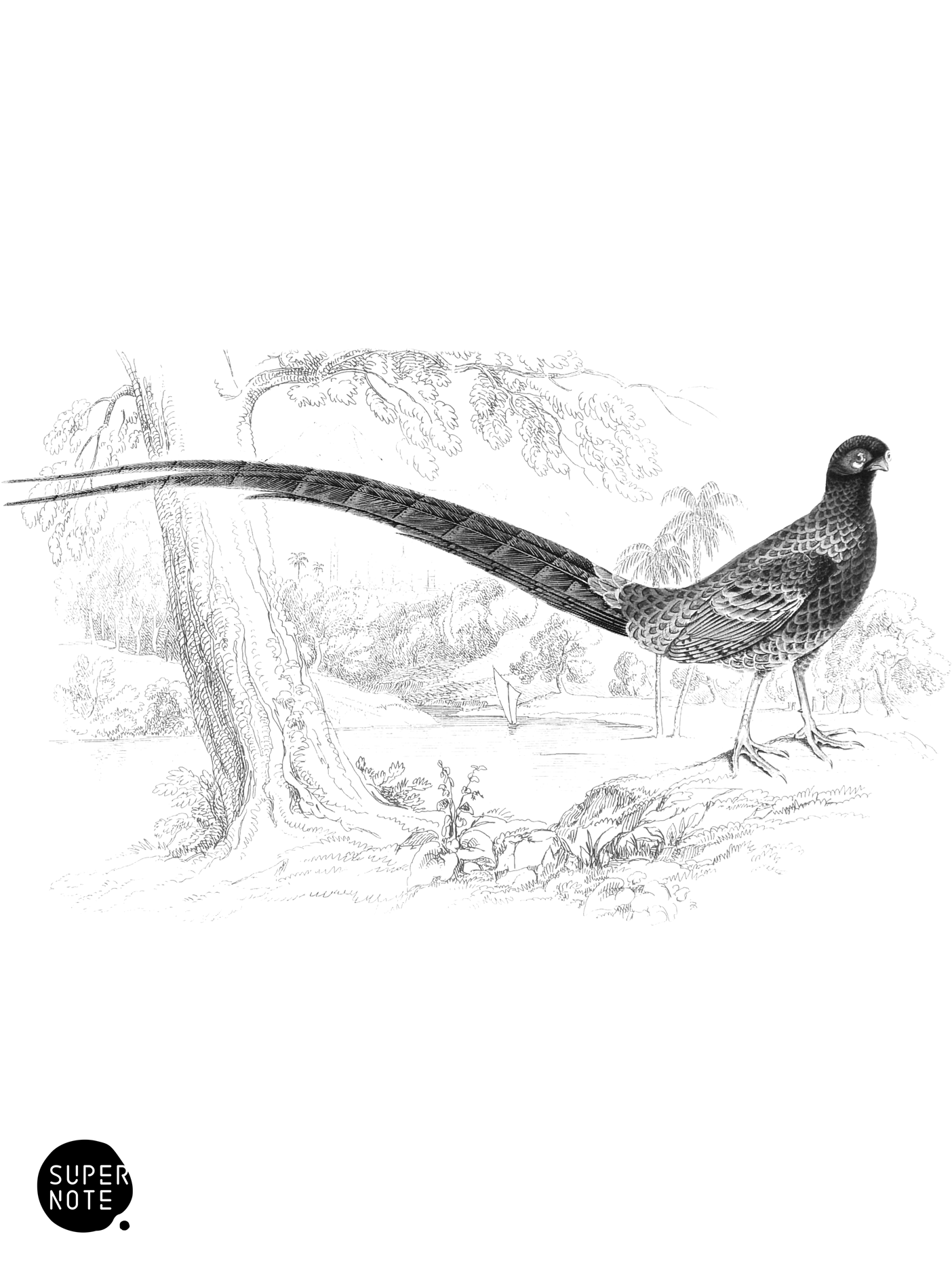 Sœmmering’s Pheasant (vol-05 plate-17).png