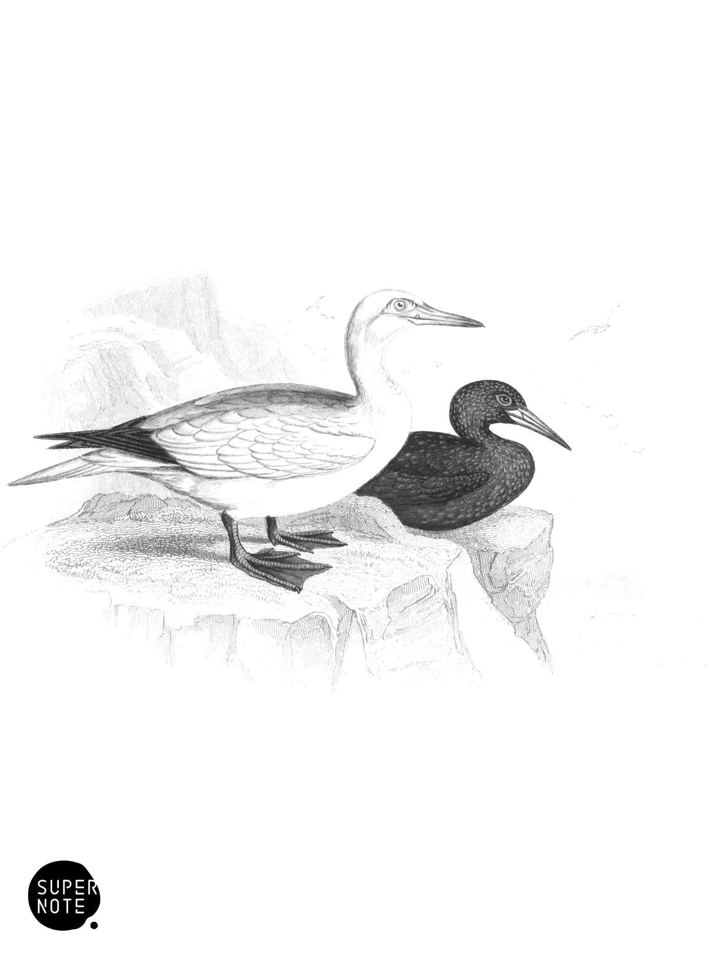 Solan Goose (vol-40 plate-21).png