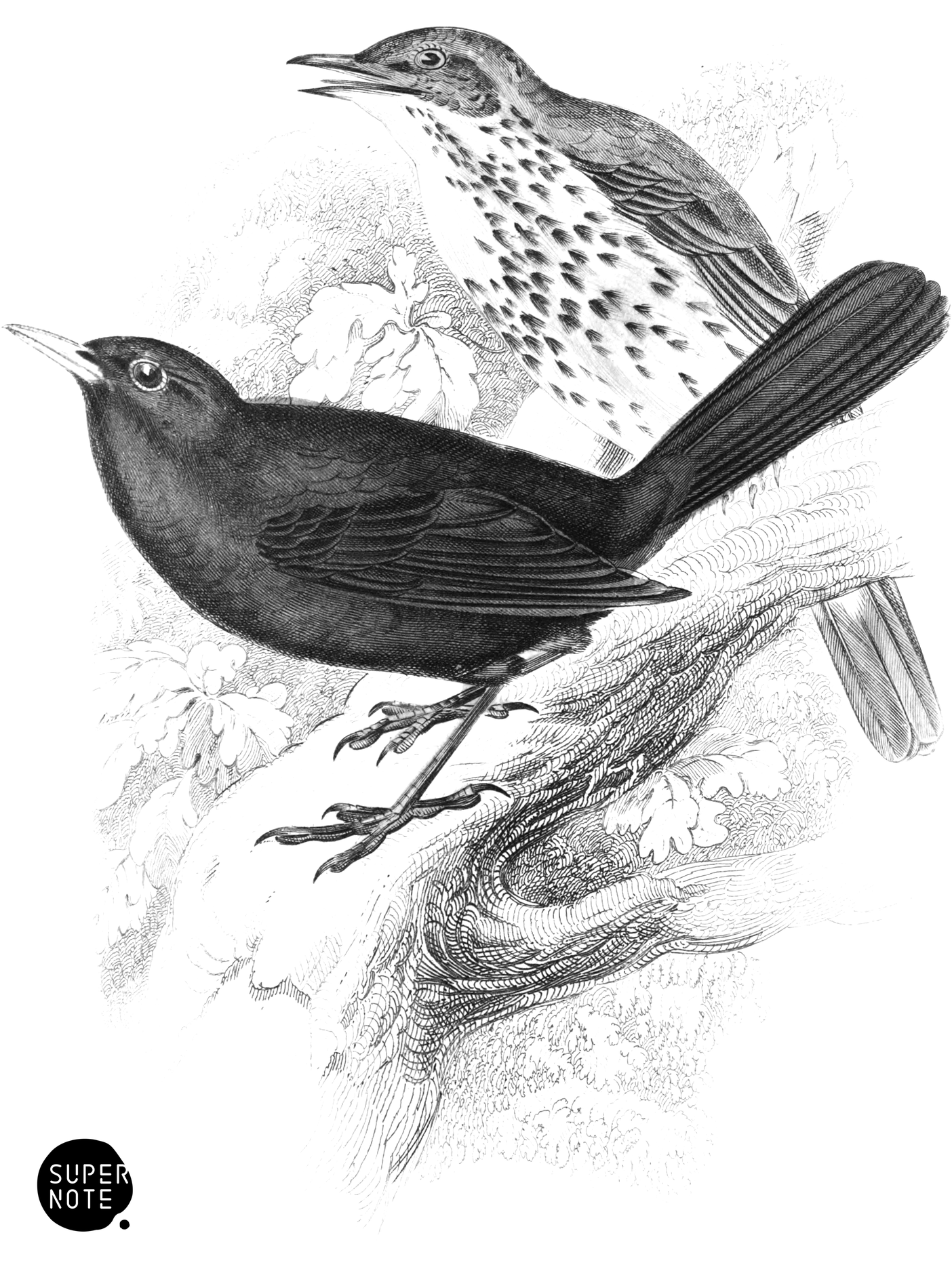 Song Thrush & Blackbird (vol-24 plate-3).png