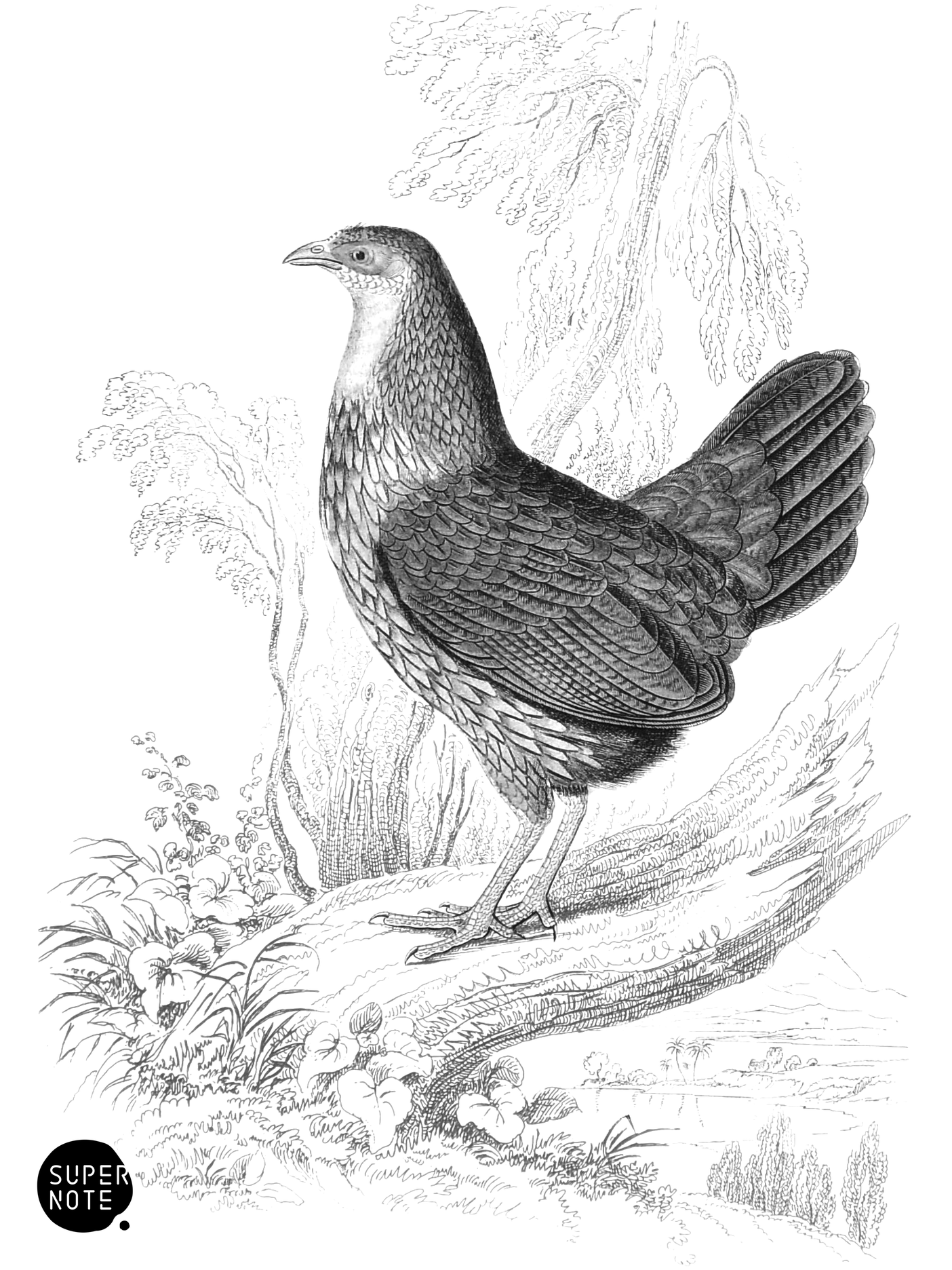 Sonnerat’s Wild Cock (Female) (vol-05 plate-12).png