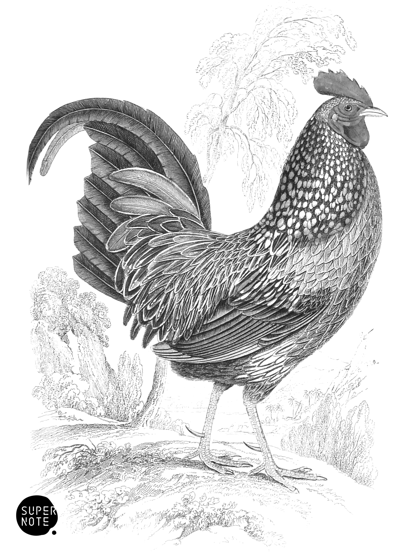 Sonnerat’s Wild Cock (Male) (vol-05 plate-11).png