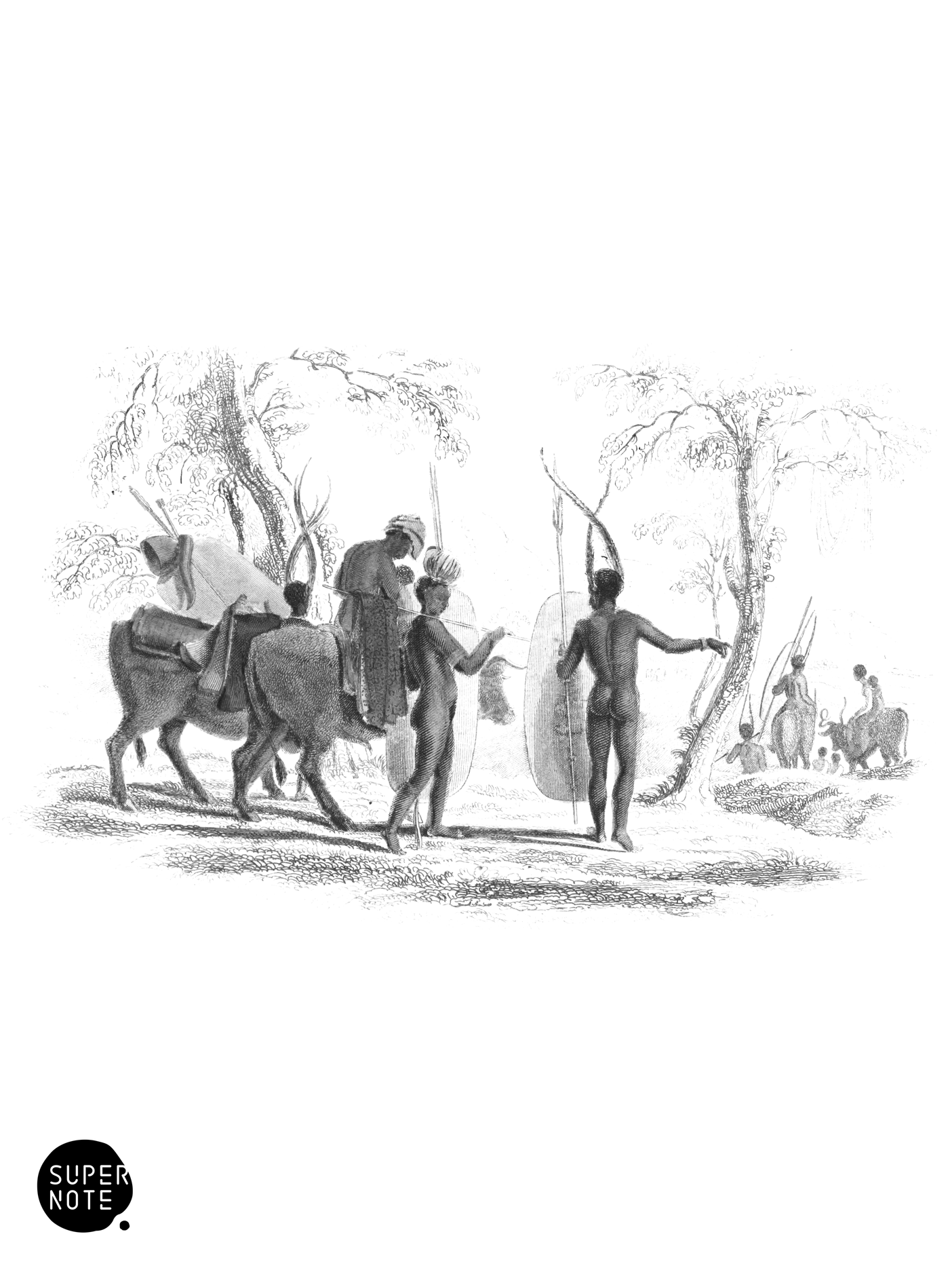 South African Cattle (vol-12 plate-25).png