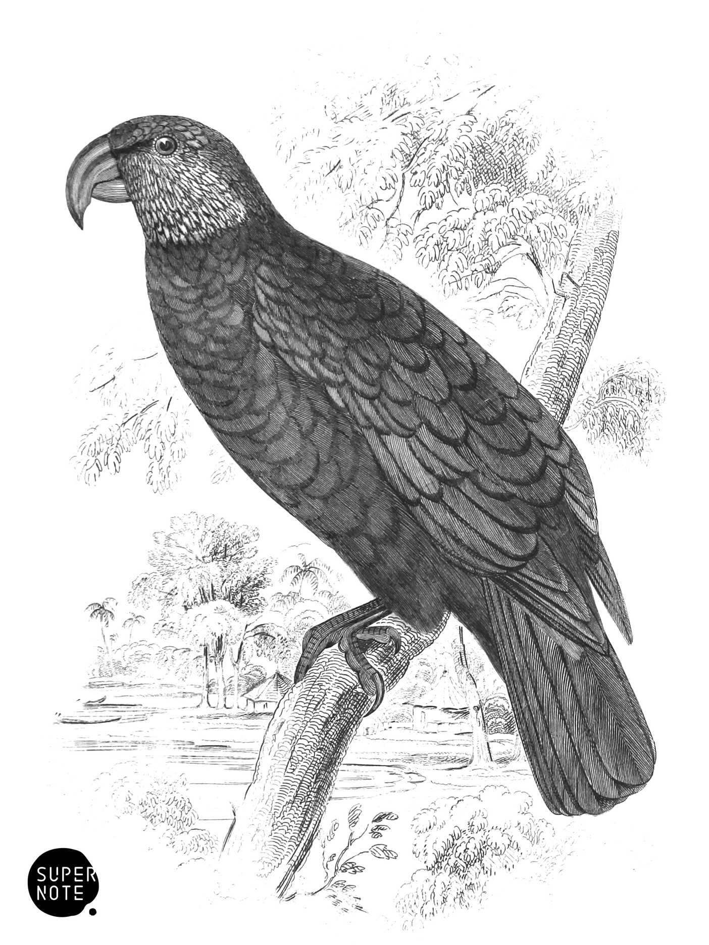 Southern Nestor (vol-15 plate-12).png