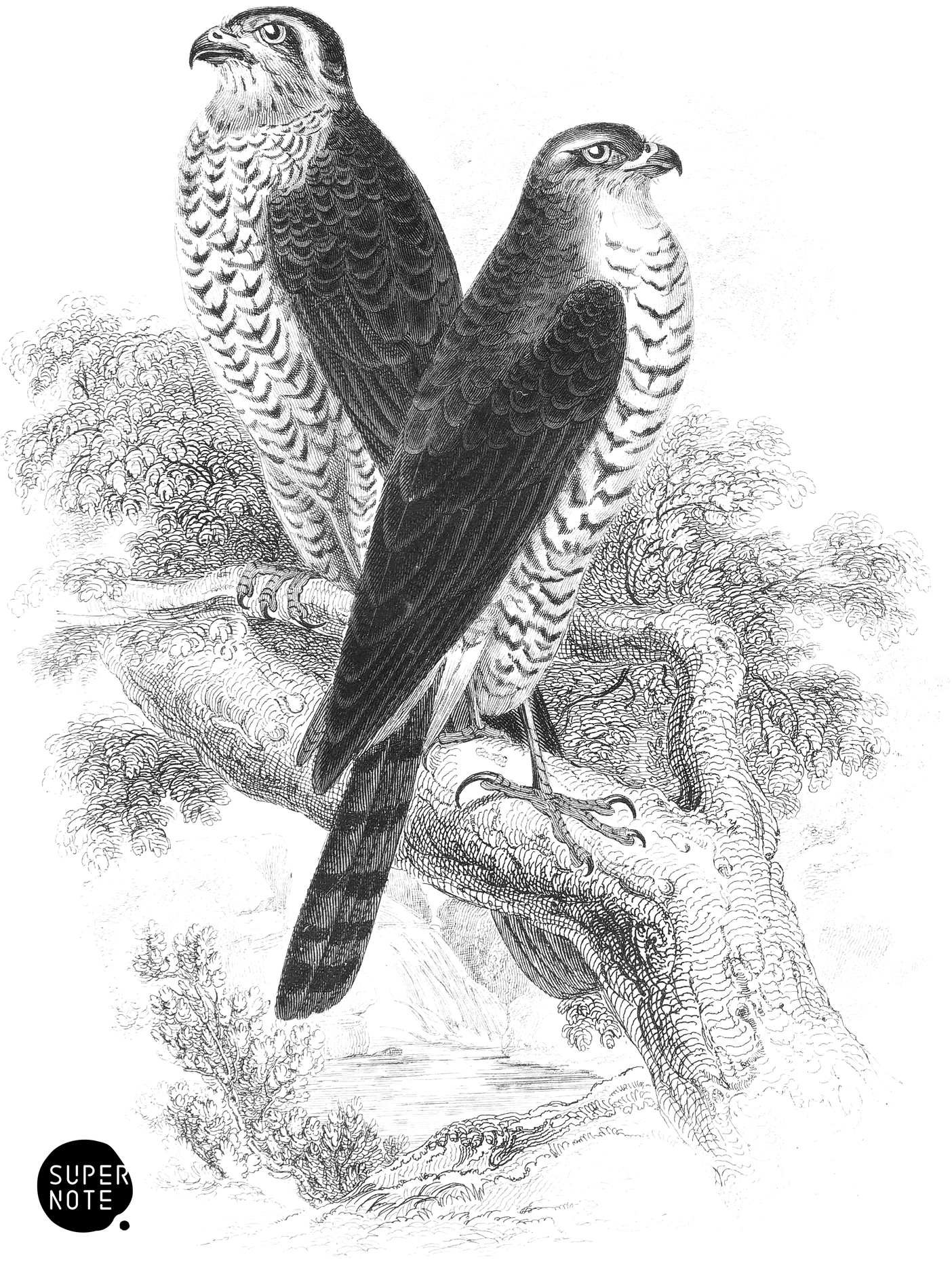 Sparrow-Hawk (vol-20 plate-9).png