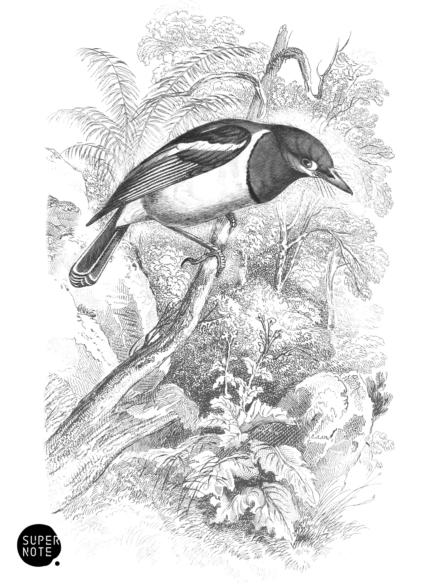 Spectacle Tody (vol-21 plate-22).png