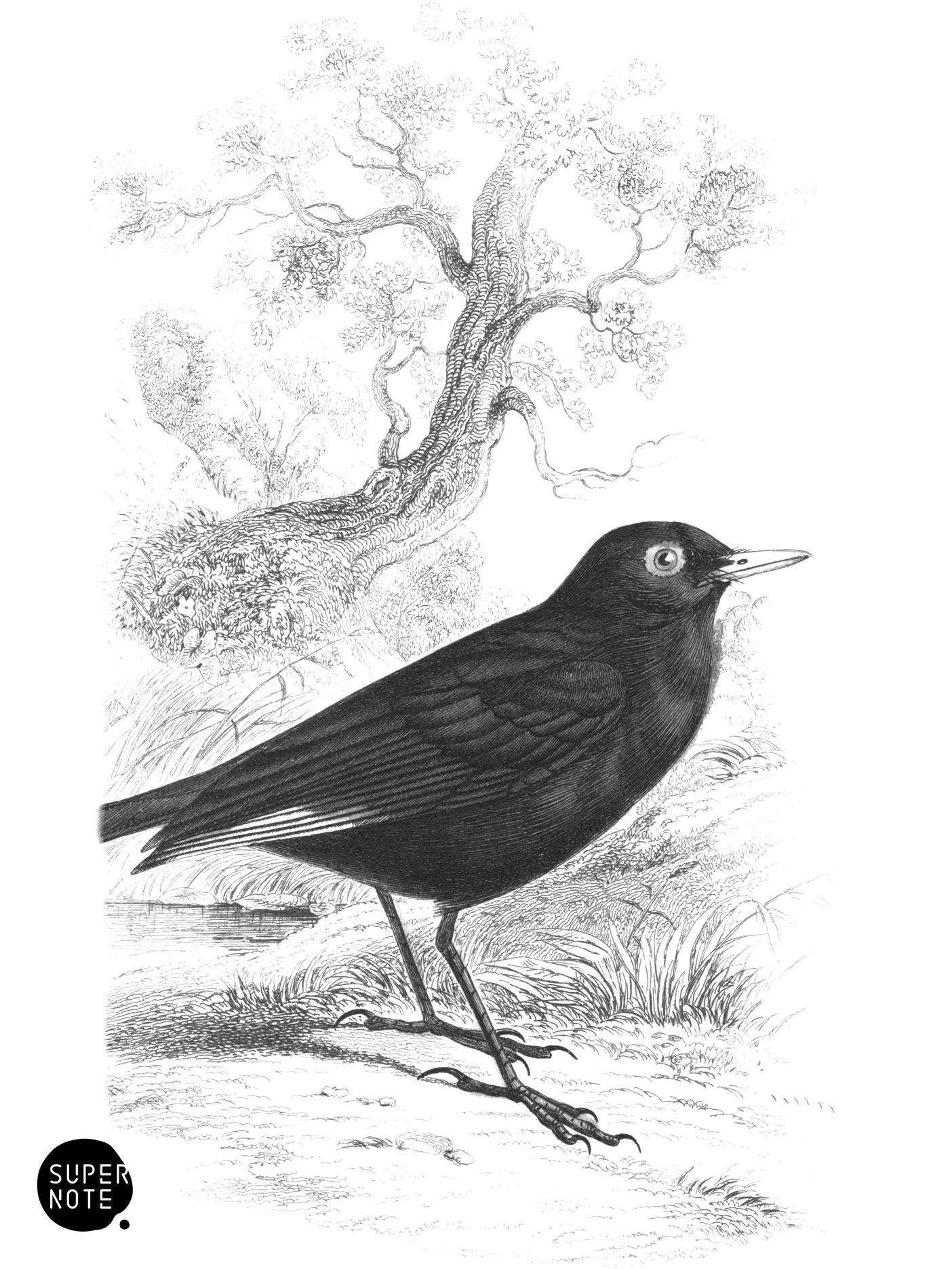 Spectacle, or White-Winged Water-Chat (vol-21 plate-9).png