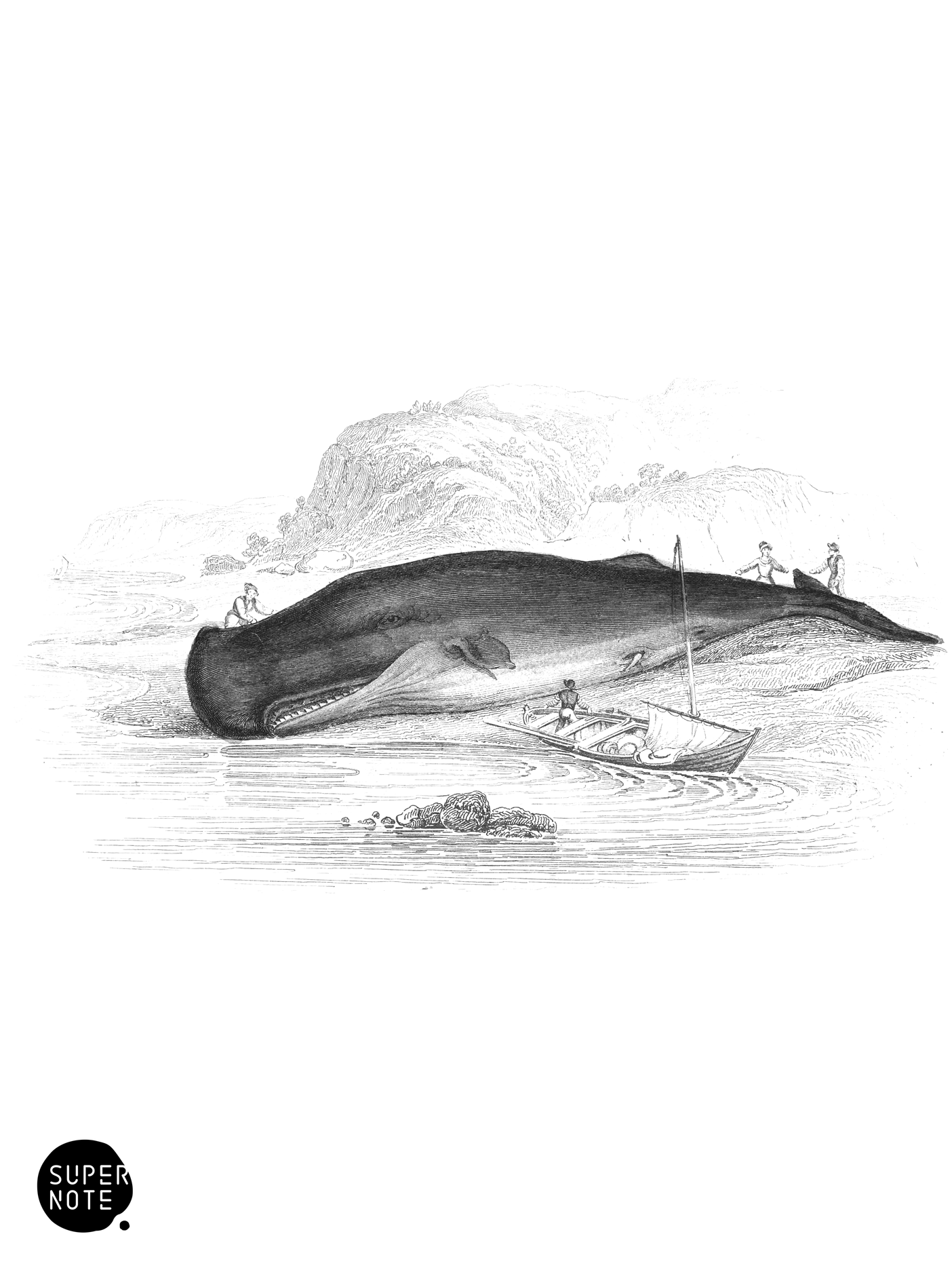Spermaceti Whale from Frith of Forth (vol-16 plate-8).png