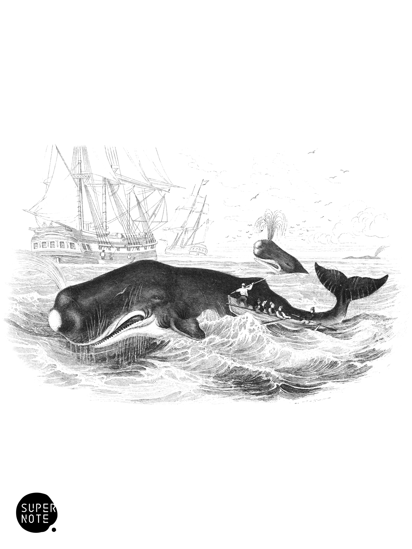 Spermaceti Whale of Southern Ocean (vol-16 plate-9).png