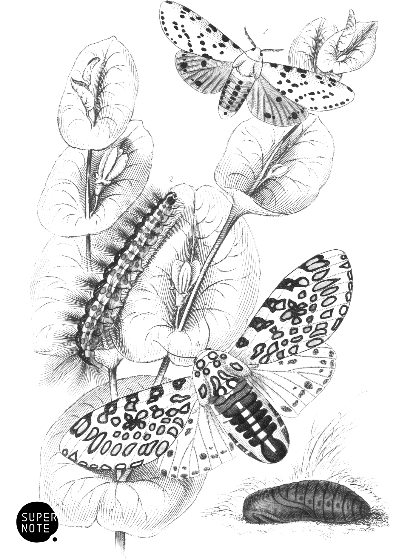 Spilosoma Acrea & Arctia octulatissima (vol-33 plate-20).png