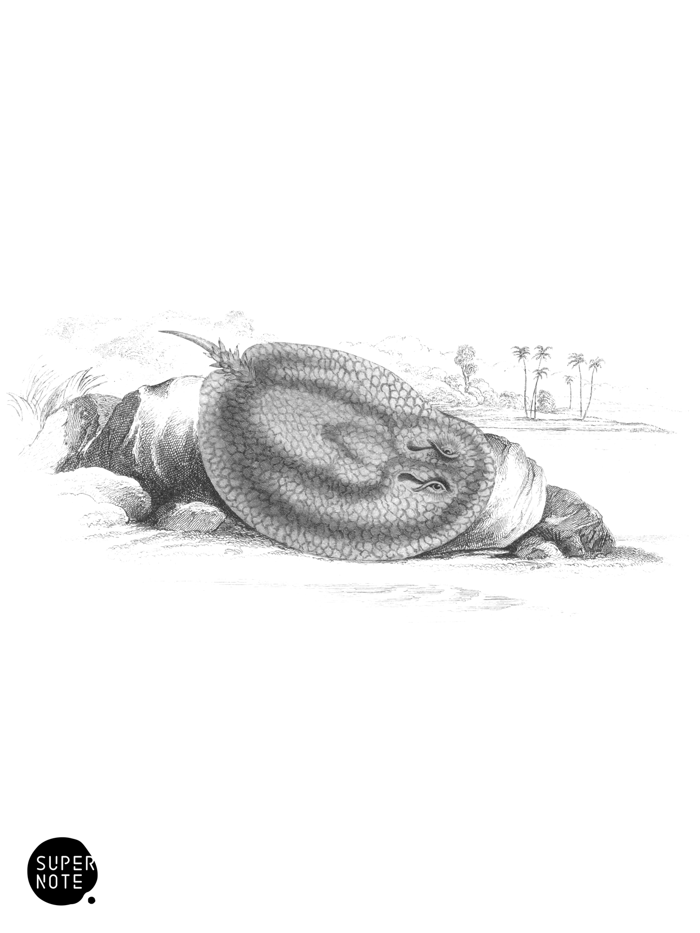 Spine-Tailed Elipesurus (vol-38 plate-23).png
