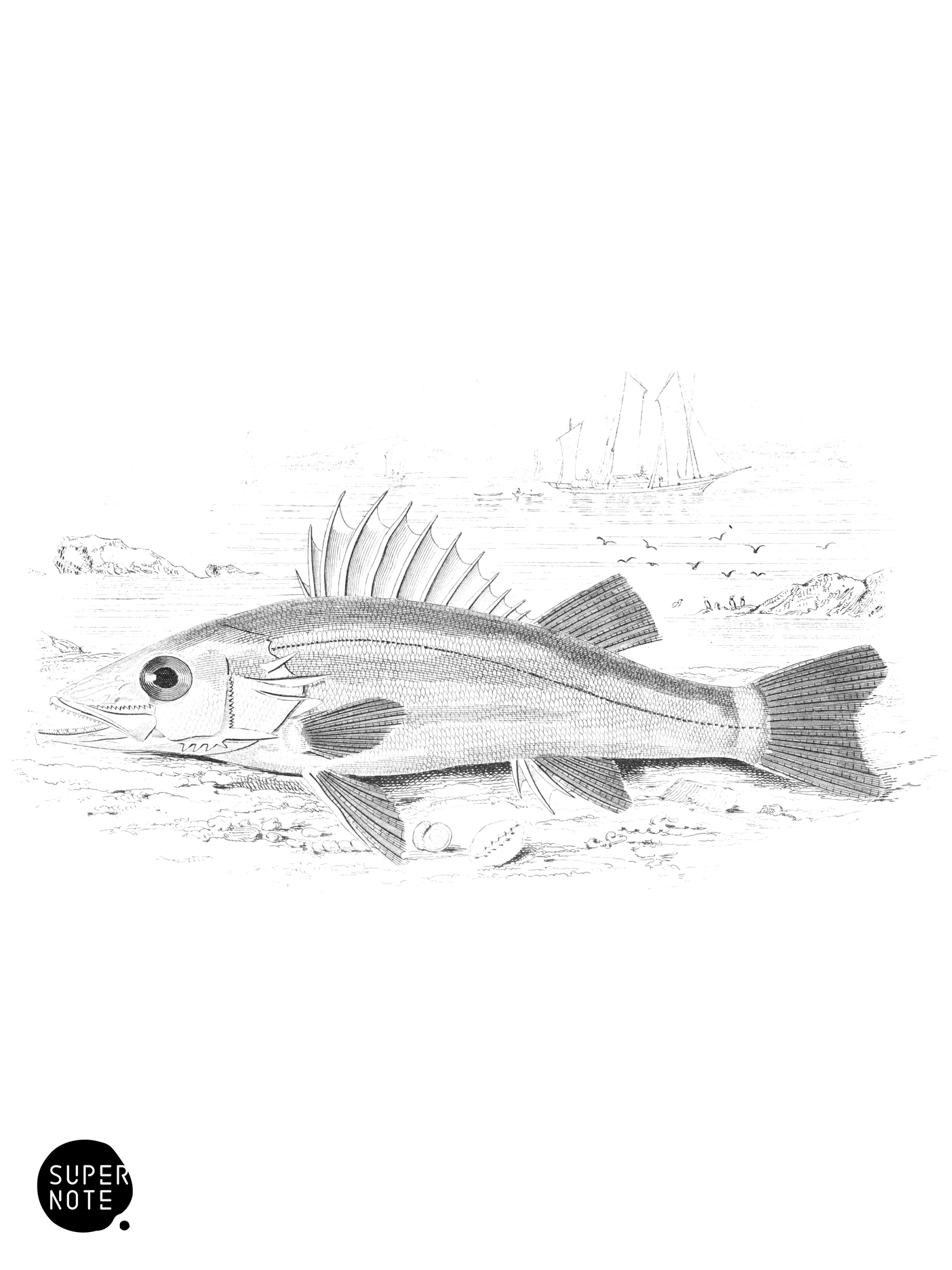 Spined Niphon (vol-07 plate-8).png