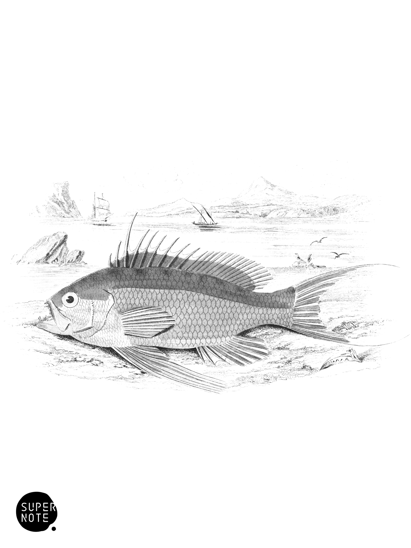 Spined Serranus (vol-07 plate-18).png