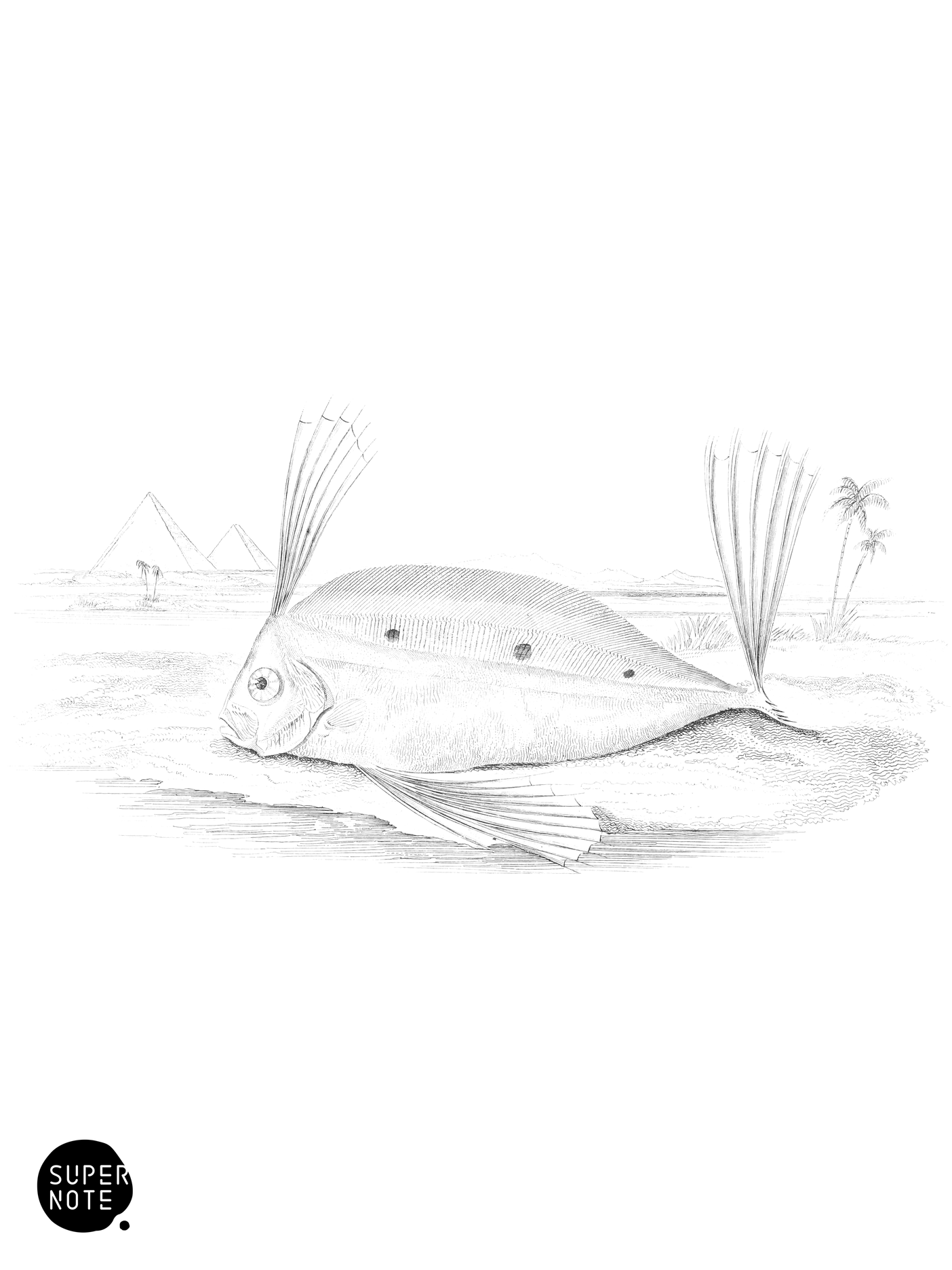 Spinola’s Trachipterus (vol-27 plate-4).png