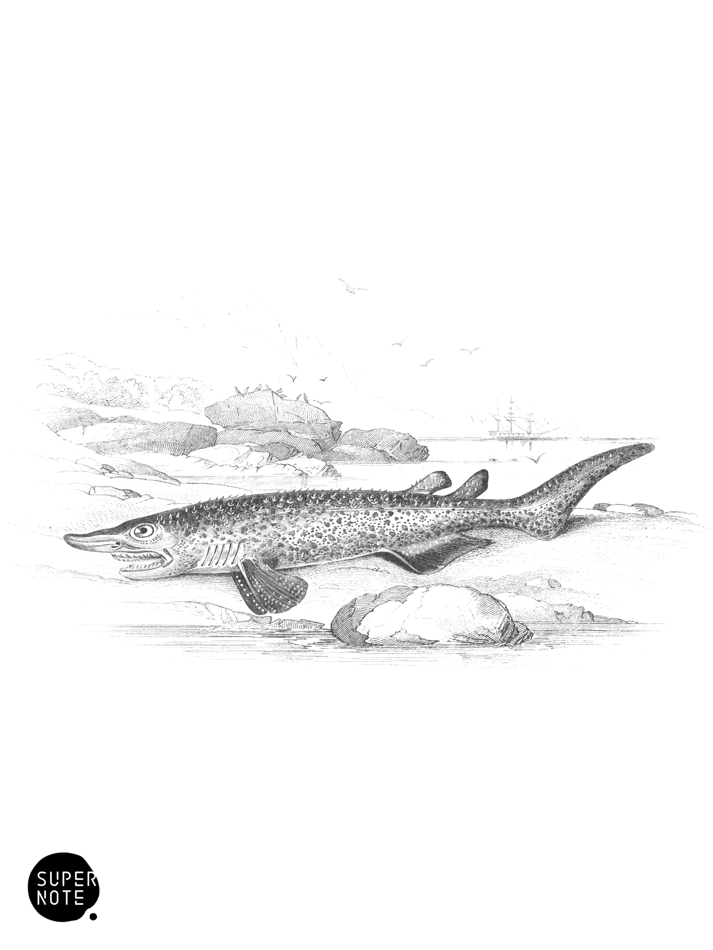 Spinous Shark (vol-39 plate-28).png